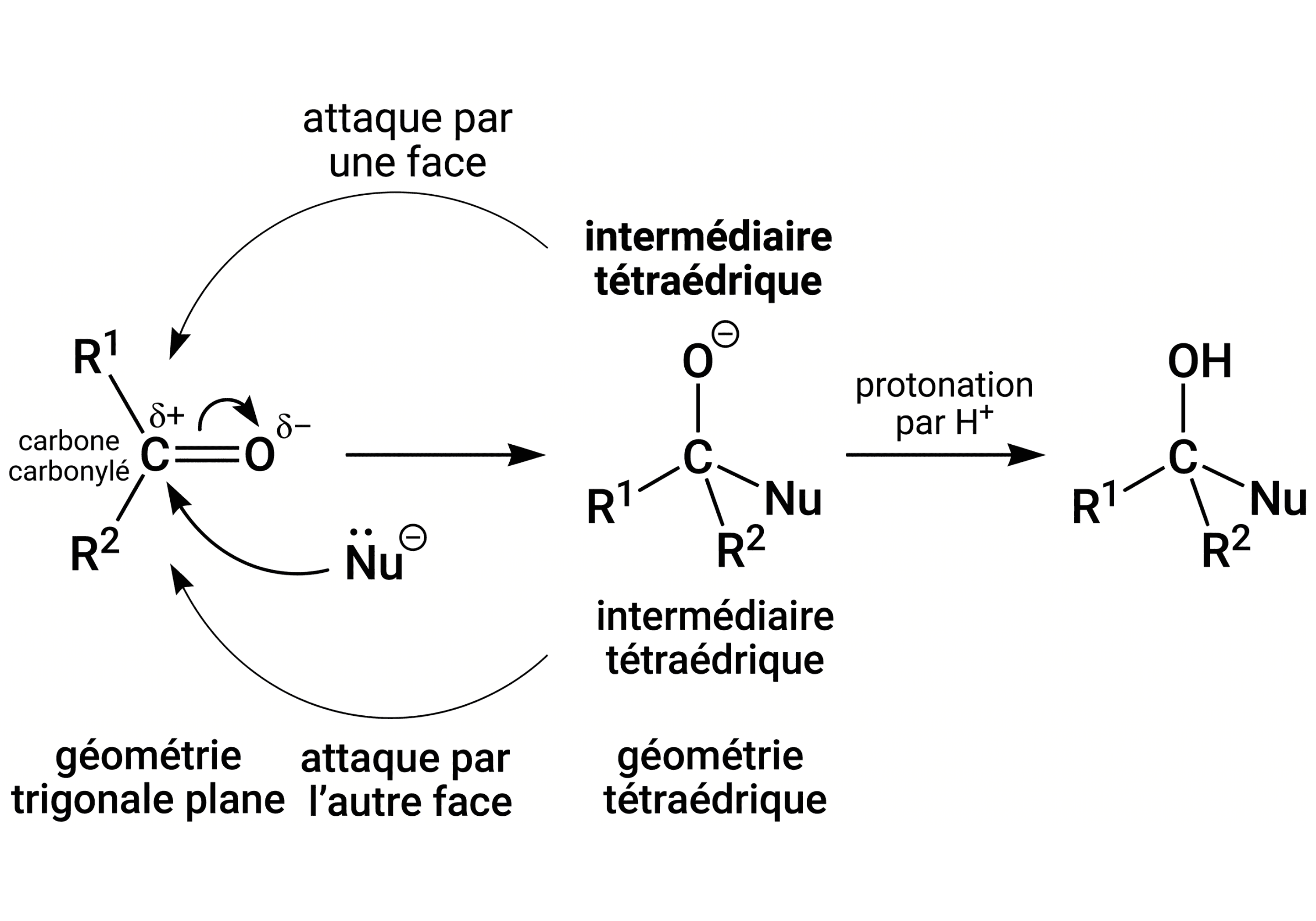 De la géométrie plane du carbonyle à l’intermédiaire tétraédrique