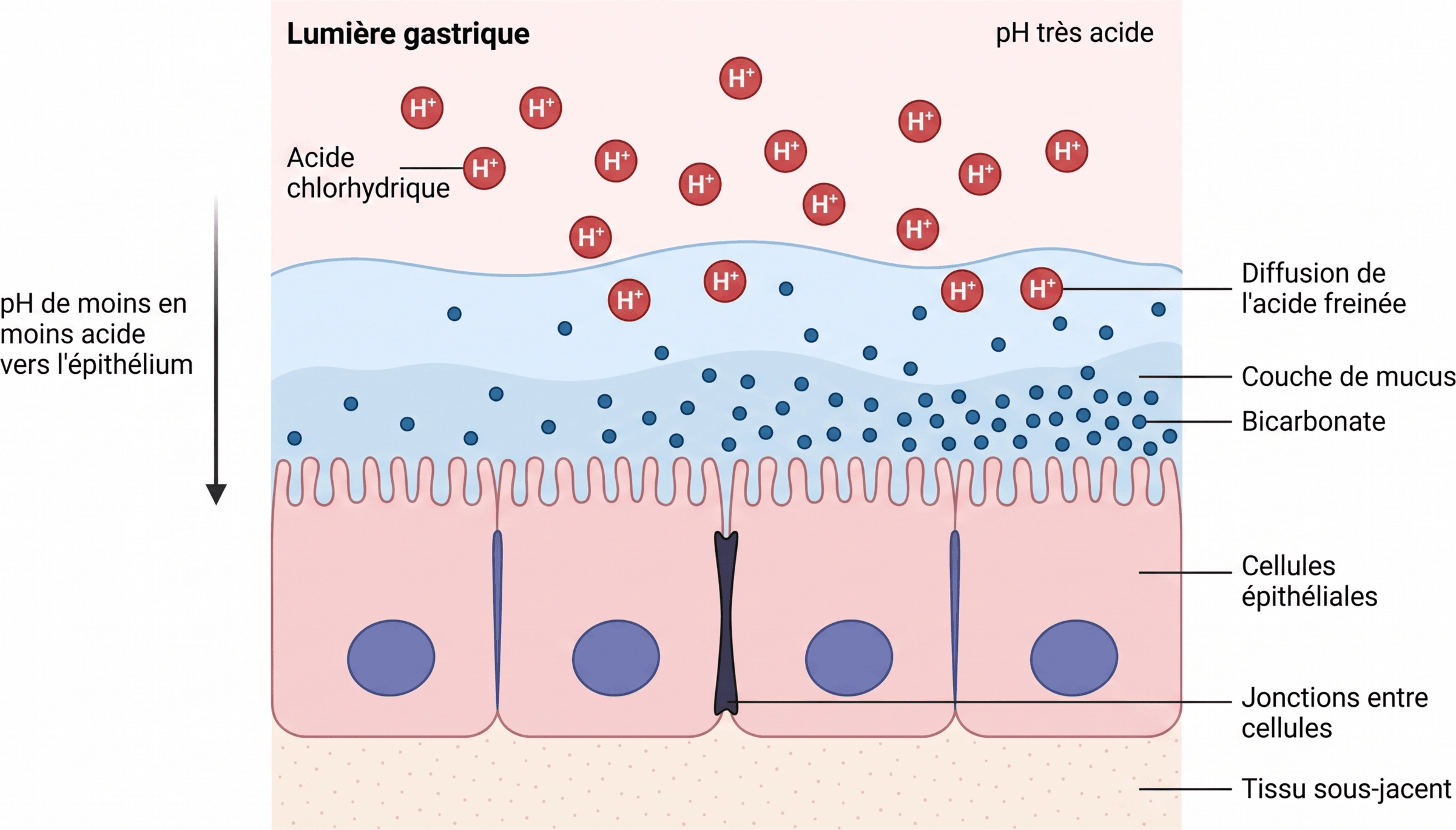 Barrière mucus-bicarbonate de la muqueuse gastrique