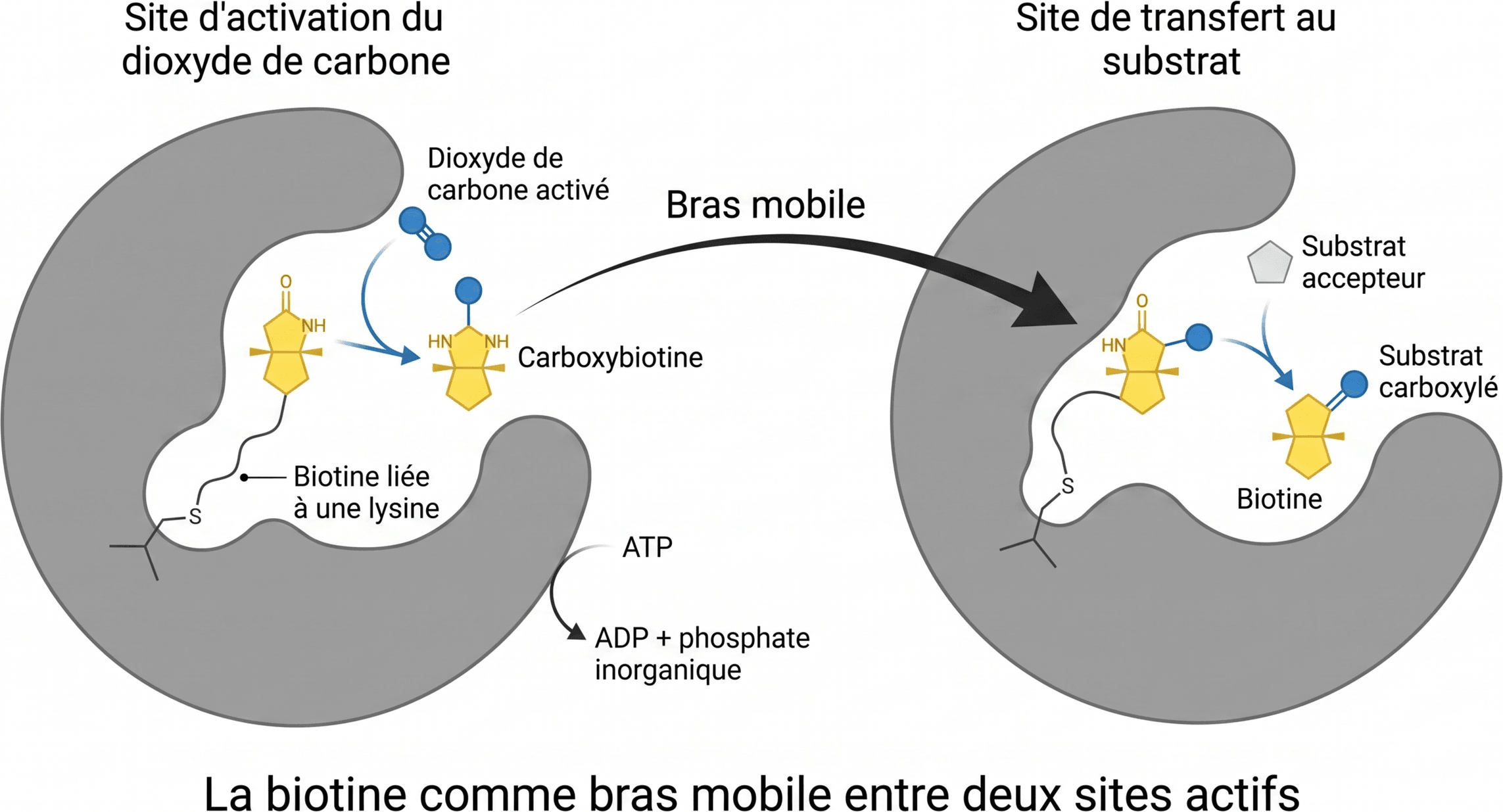 La biotine comme bras mobile entre deux sites actifs