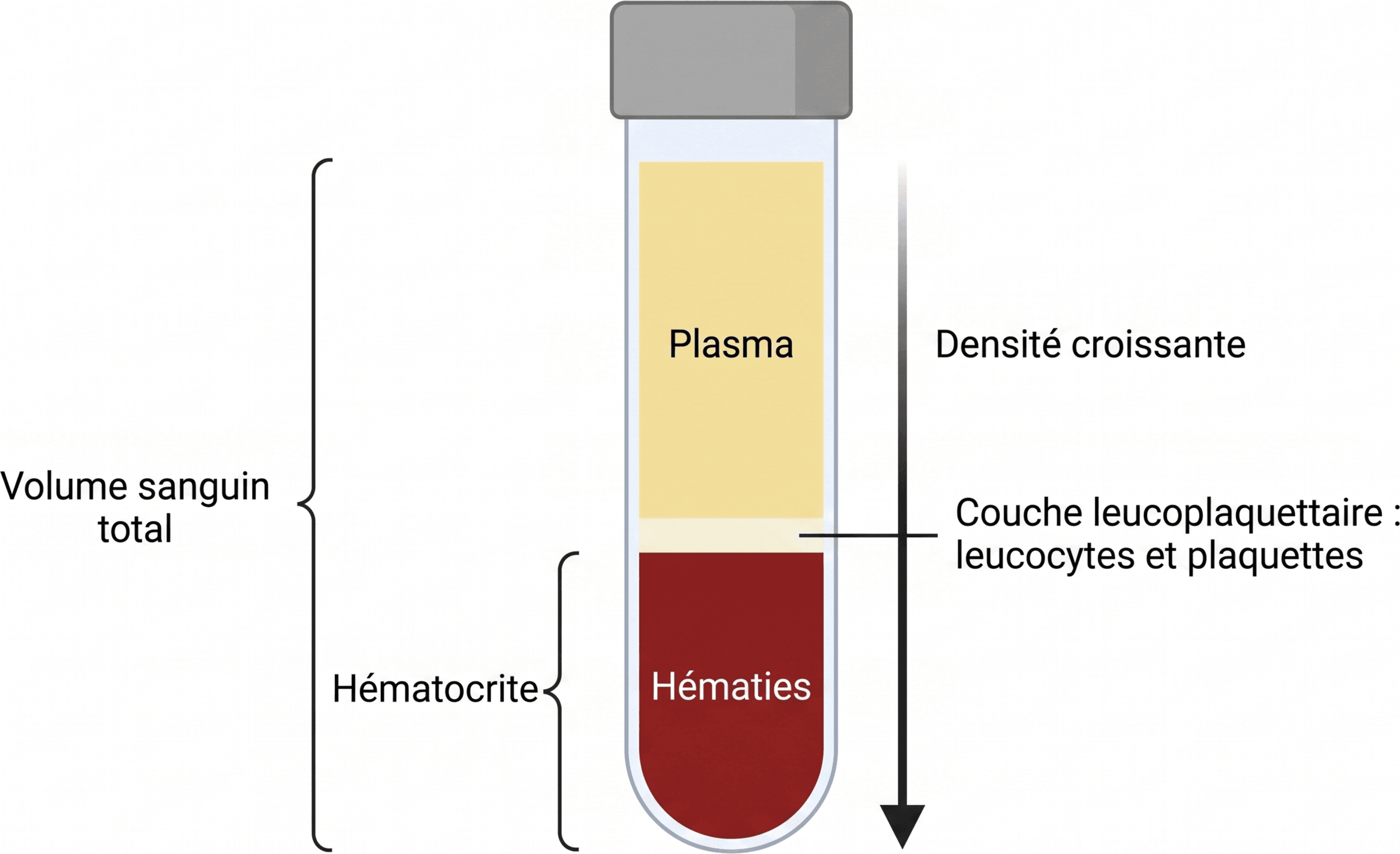 Les couches du sang après centrifugation