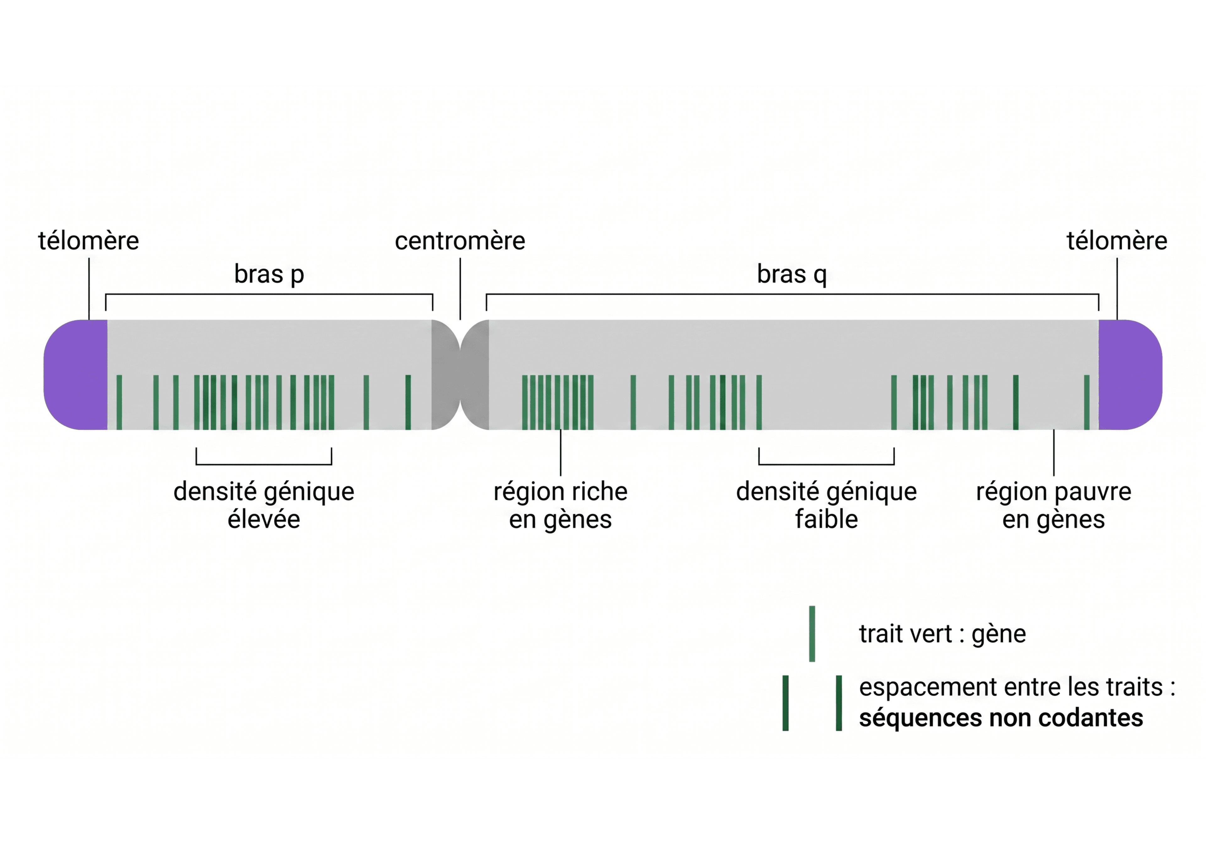 Repérage des régions de densité génique différente sur un chromosome