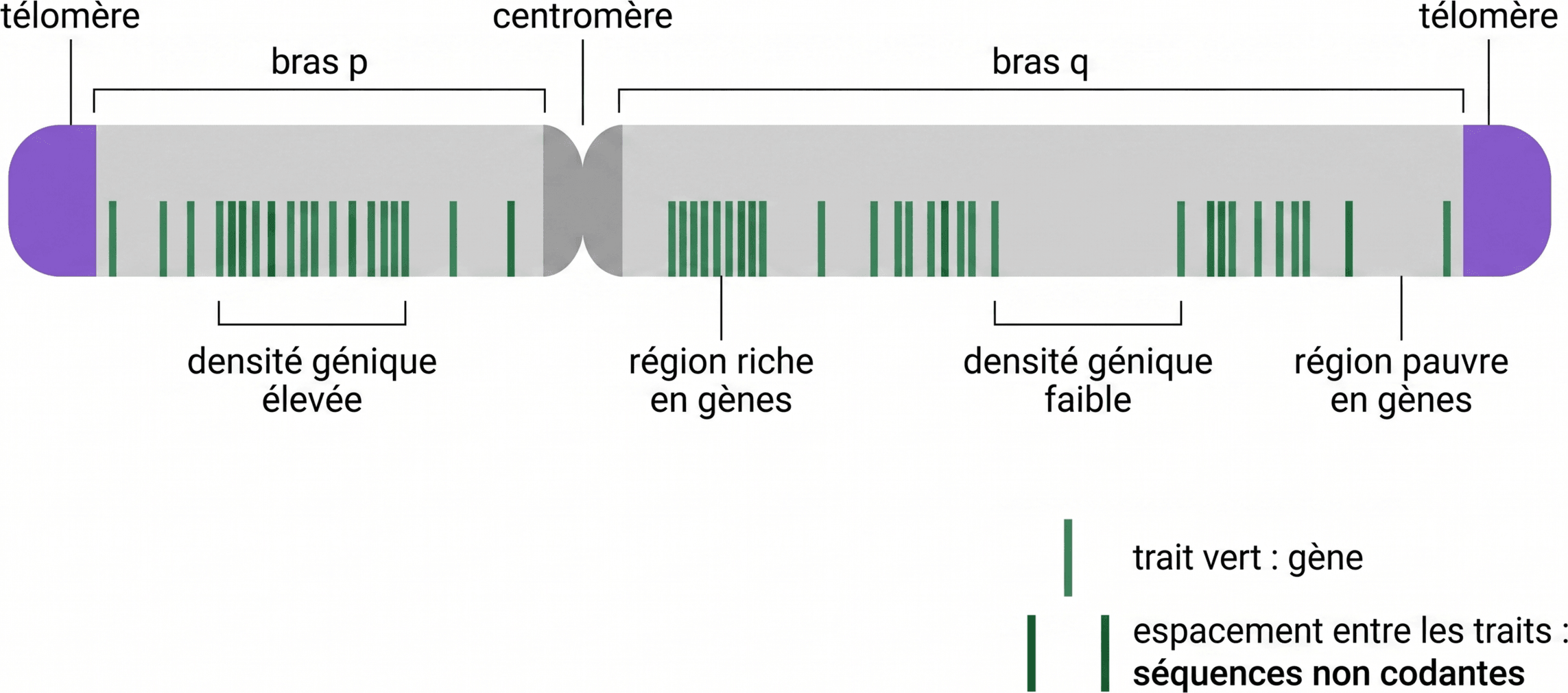 Repérage des régions de densité génique différente sur un chromosome