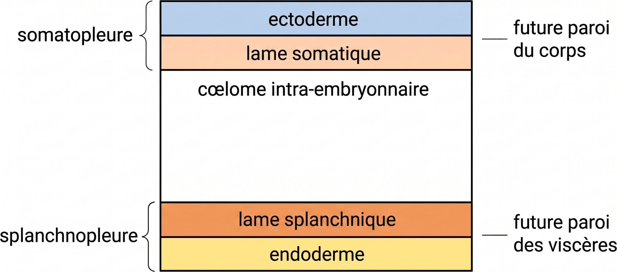 Division du mésoderme latéral par le cœlome intra-embryonnaire