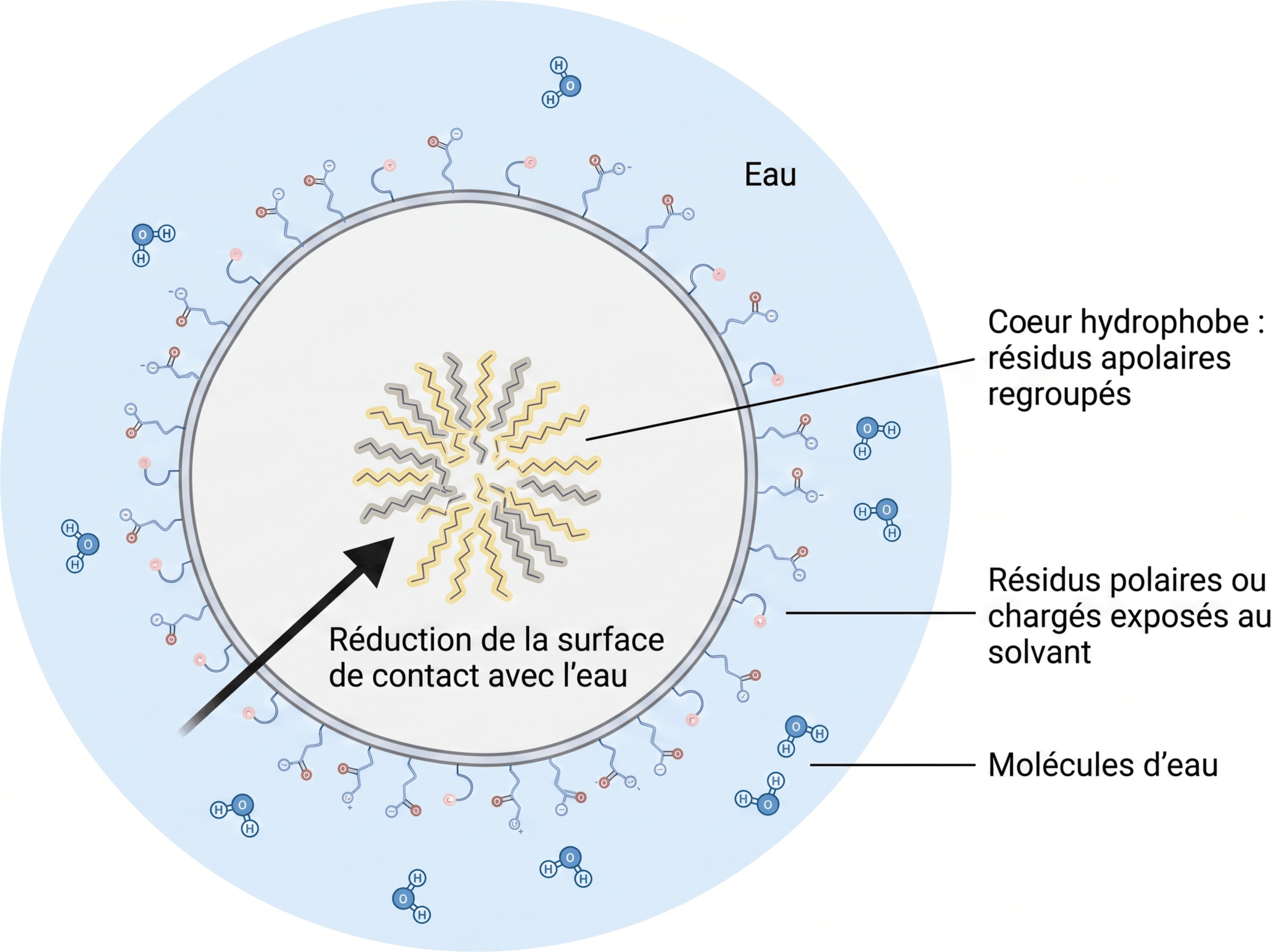 Organisation d’un cœur hydrophobe dans une protéine soluble
