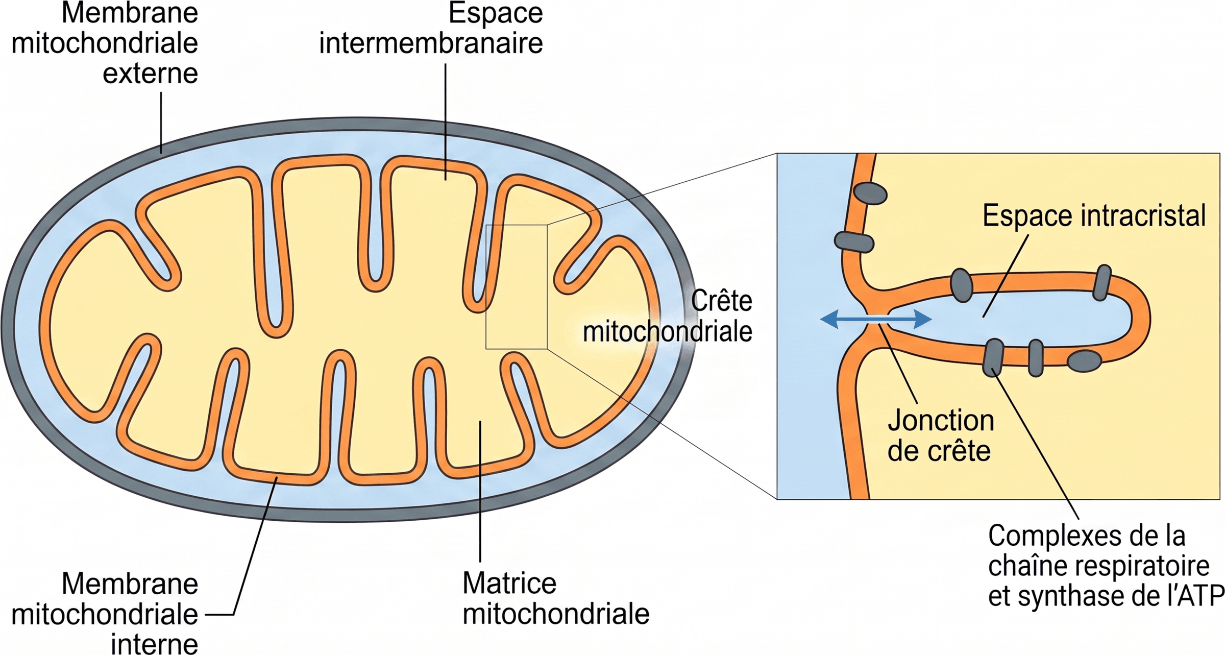 Les compartiments délimités par les crêtes mitochondriales
