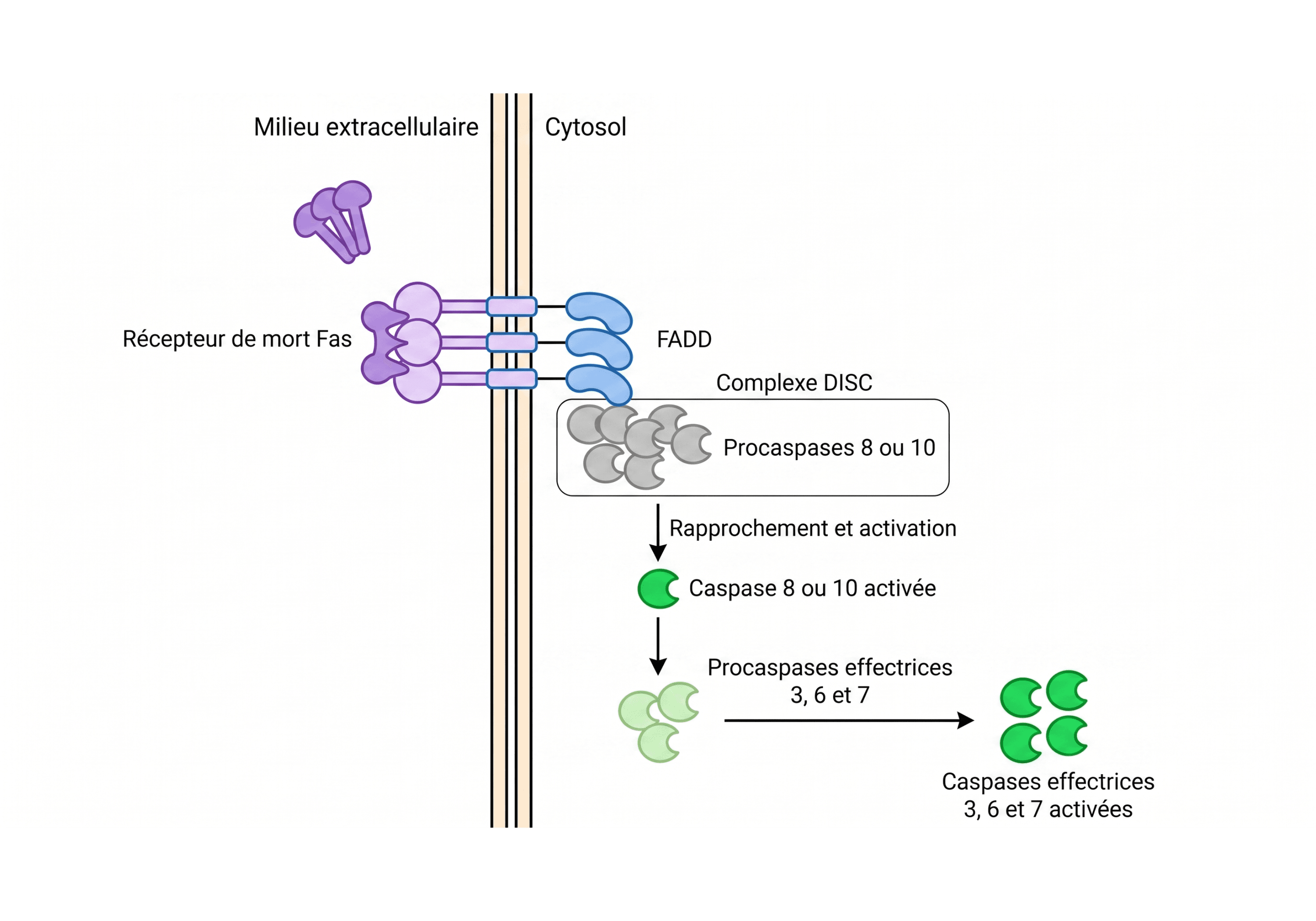 Activation des caspases par le complexe DISC