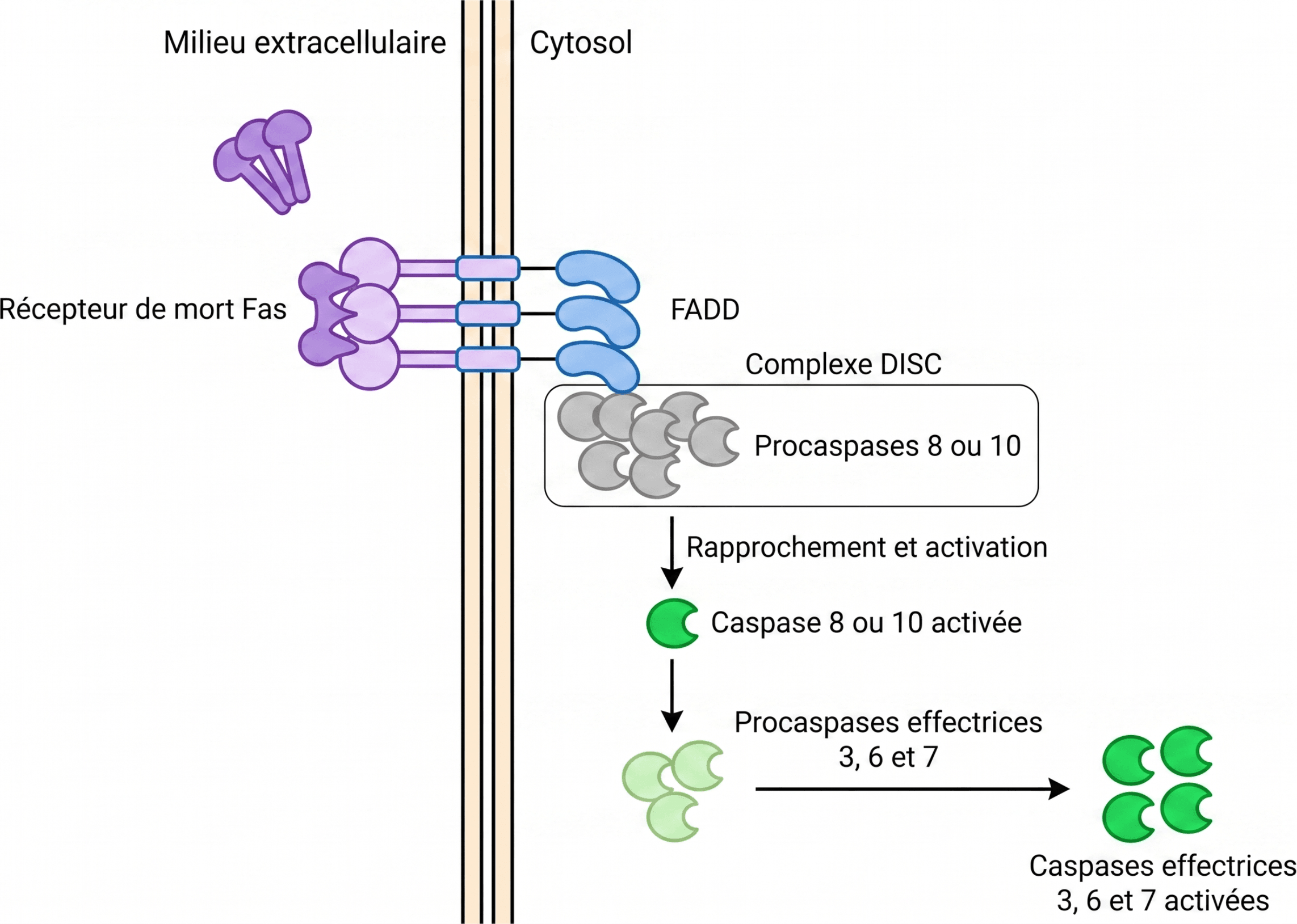 Activation des caspases par le complexe DISC
