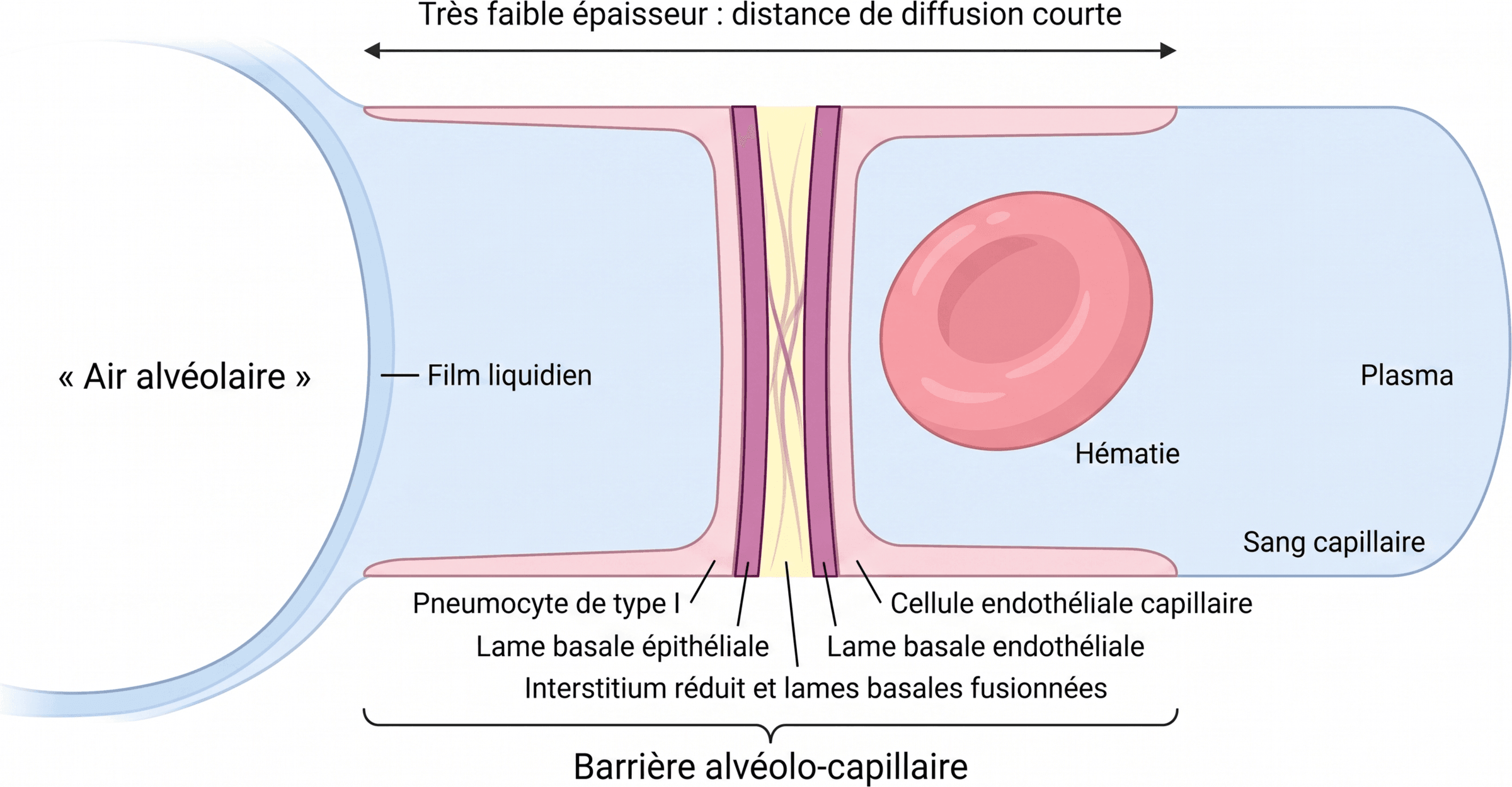 Organisation de la barrière alvéolo-capillaire