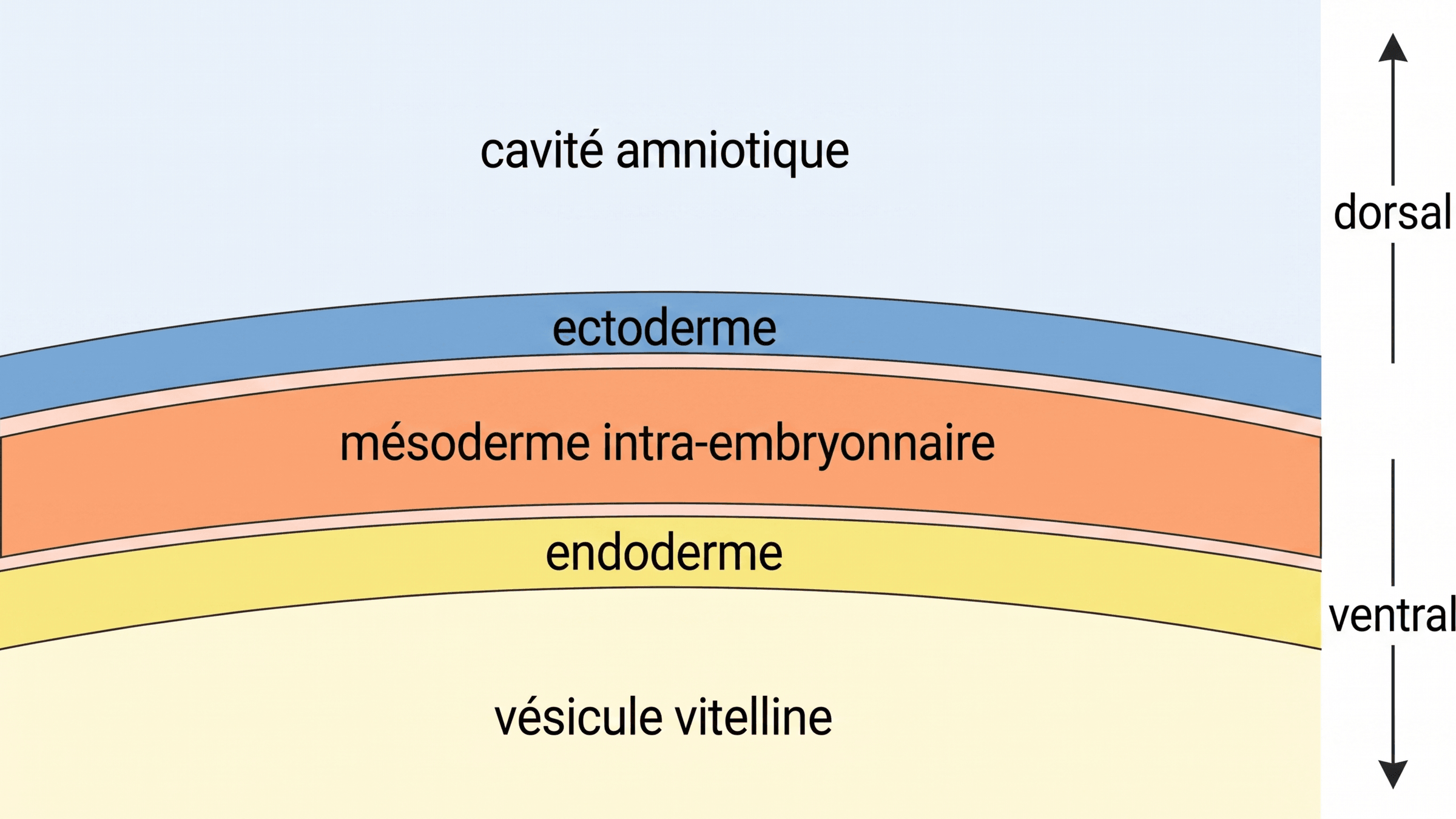 Disposition des trois feuillets du disque tridermique