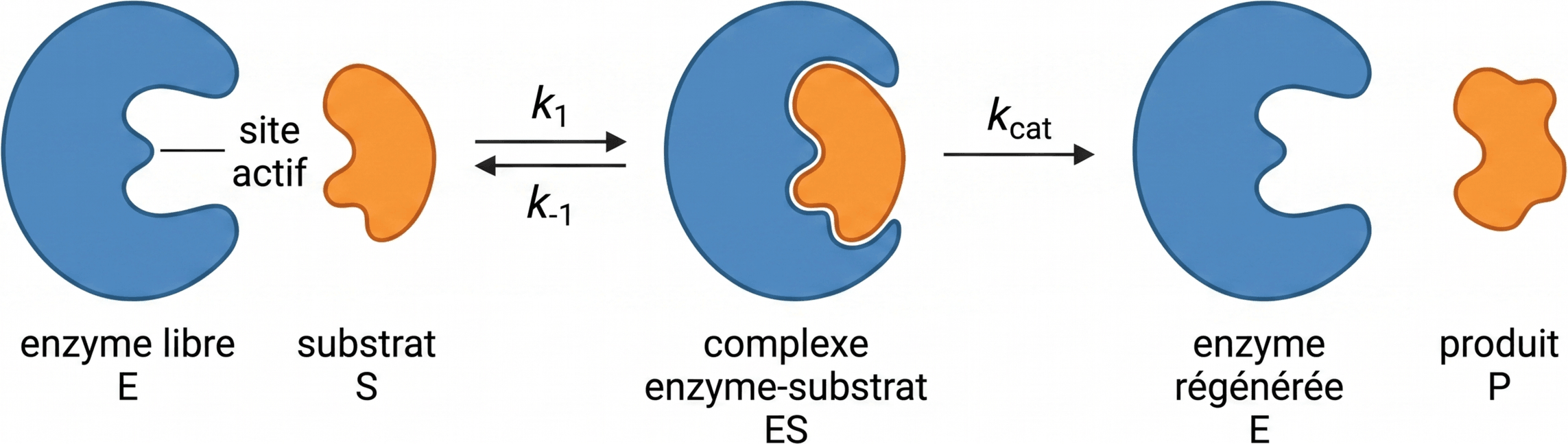 Le cycle catalytique minimal d’une enzyme michaélienne