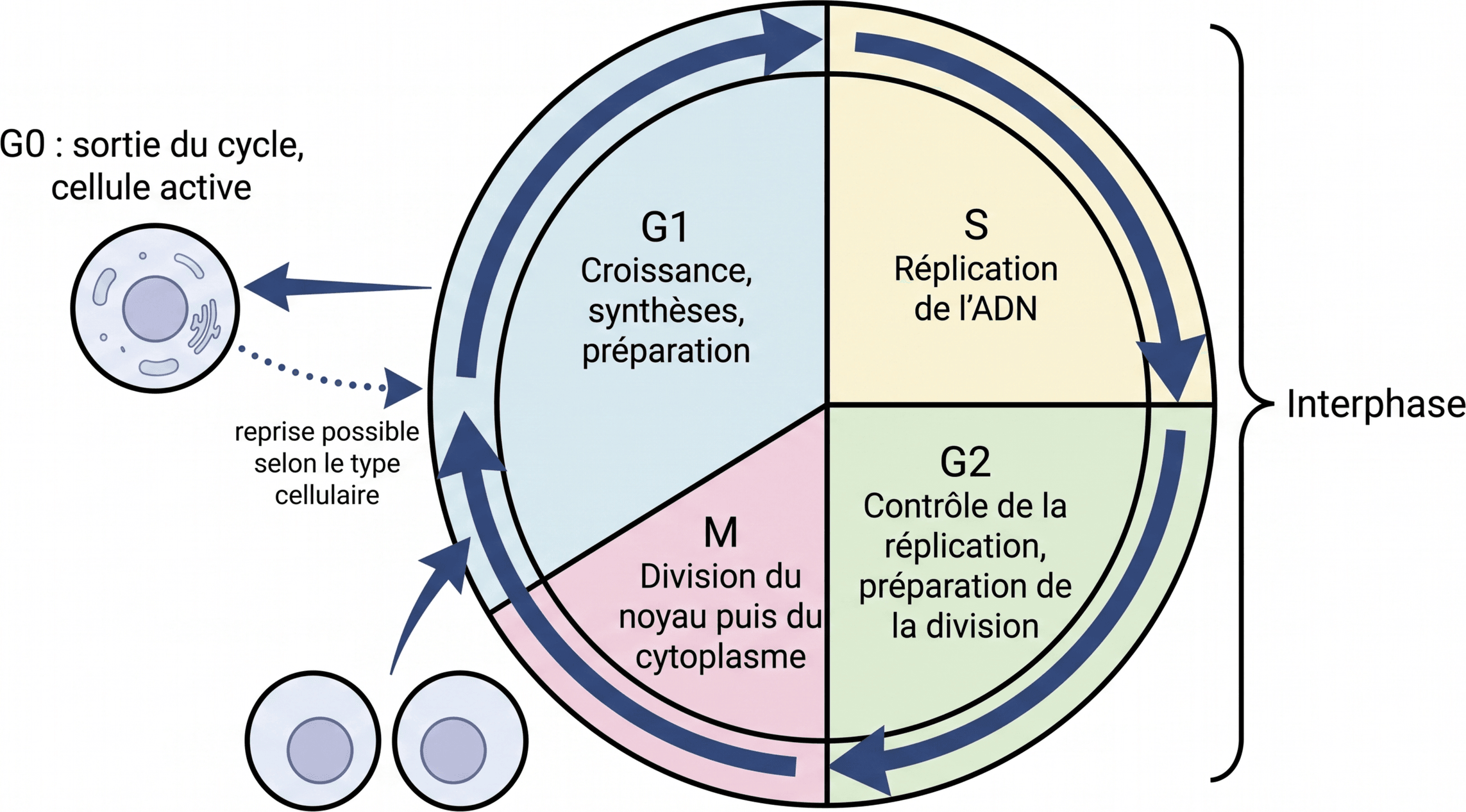 Organisation cyclique des phases G1, S, G2, M et sortie en G0