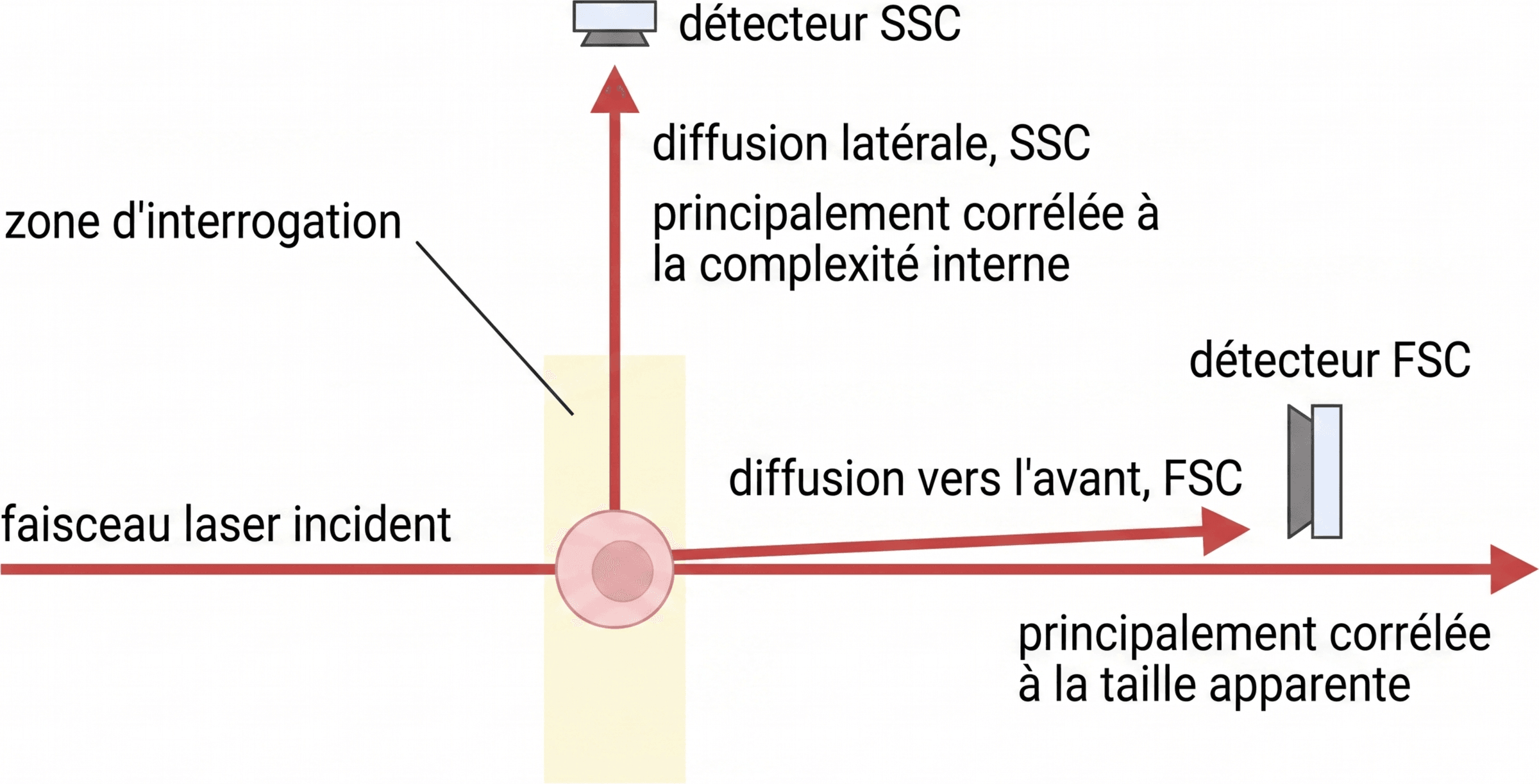 Directions de mesure du FSC et du SSC