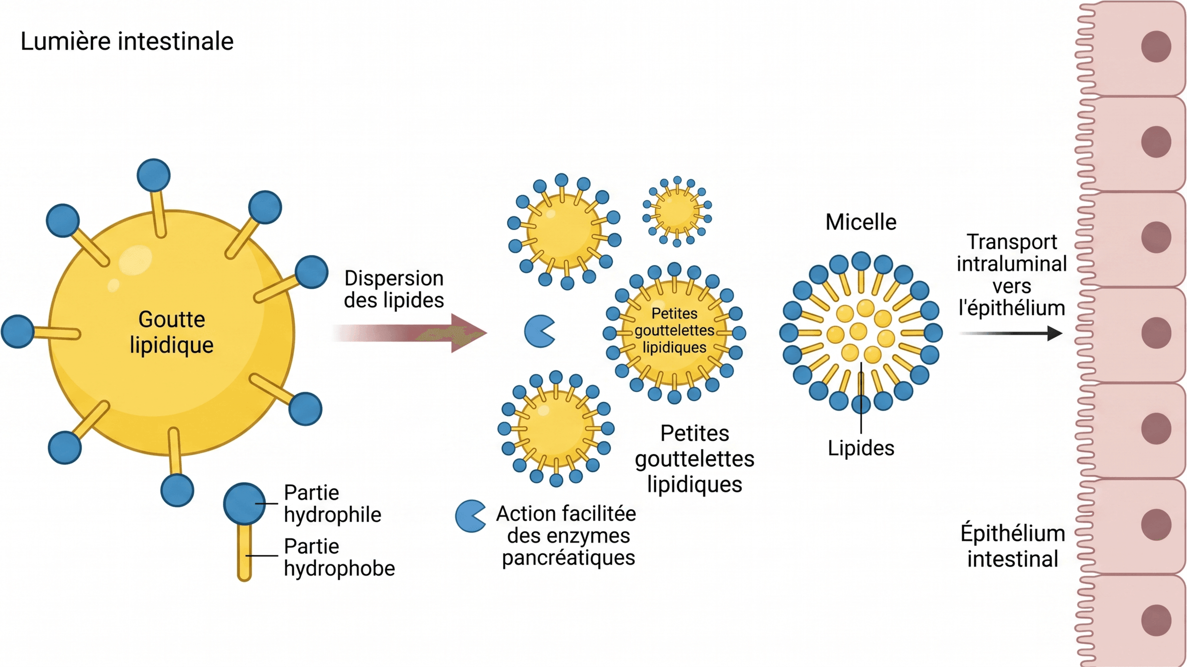 Dispersion des lipides et formation de micelles par les sels biliaires