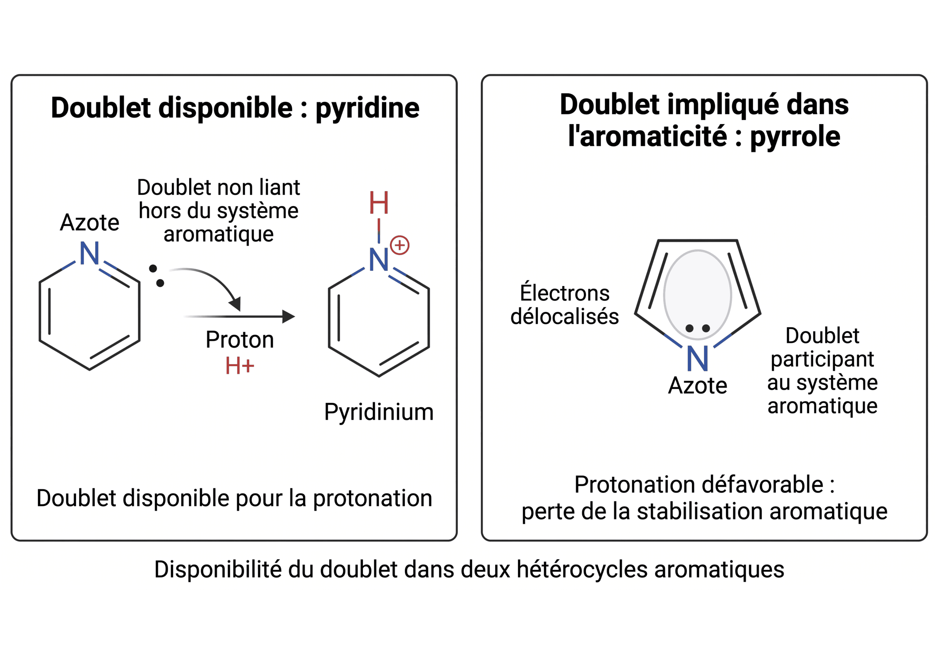 Disponibilité du doublet dans deux hétérocycles aromatiques