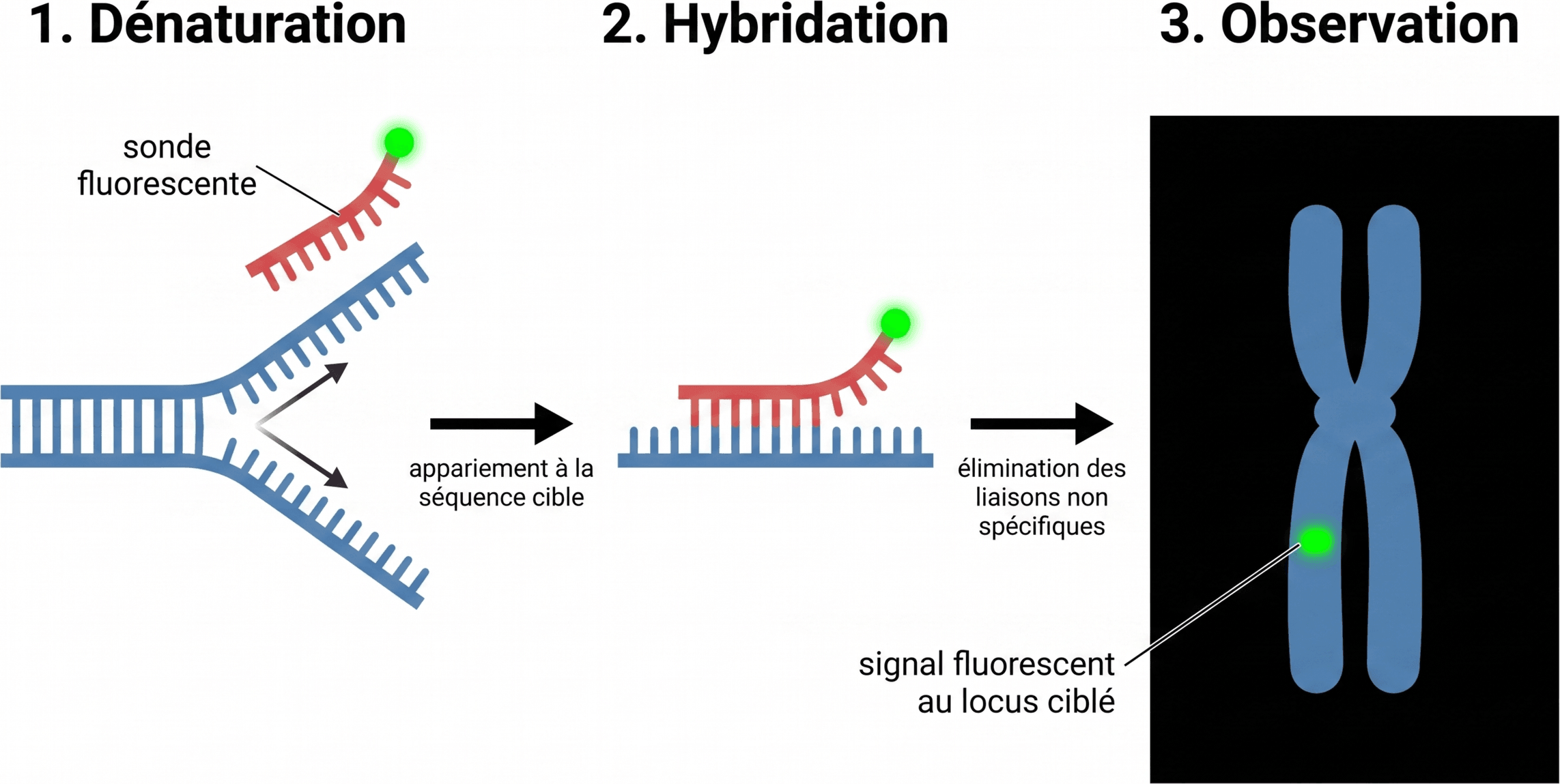 Étapes de l'hybridation in situ fluorescente