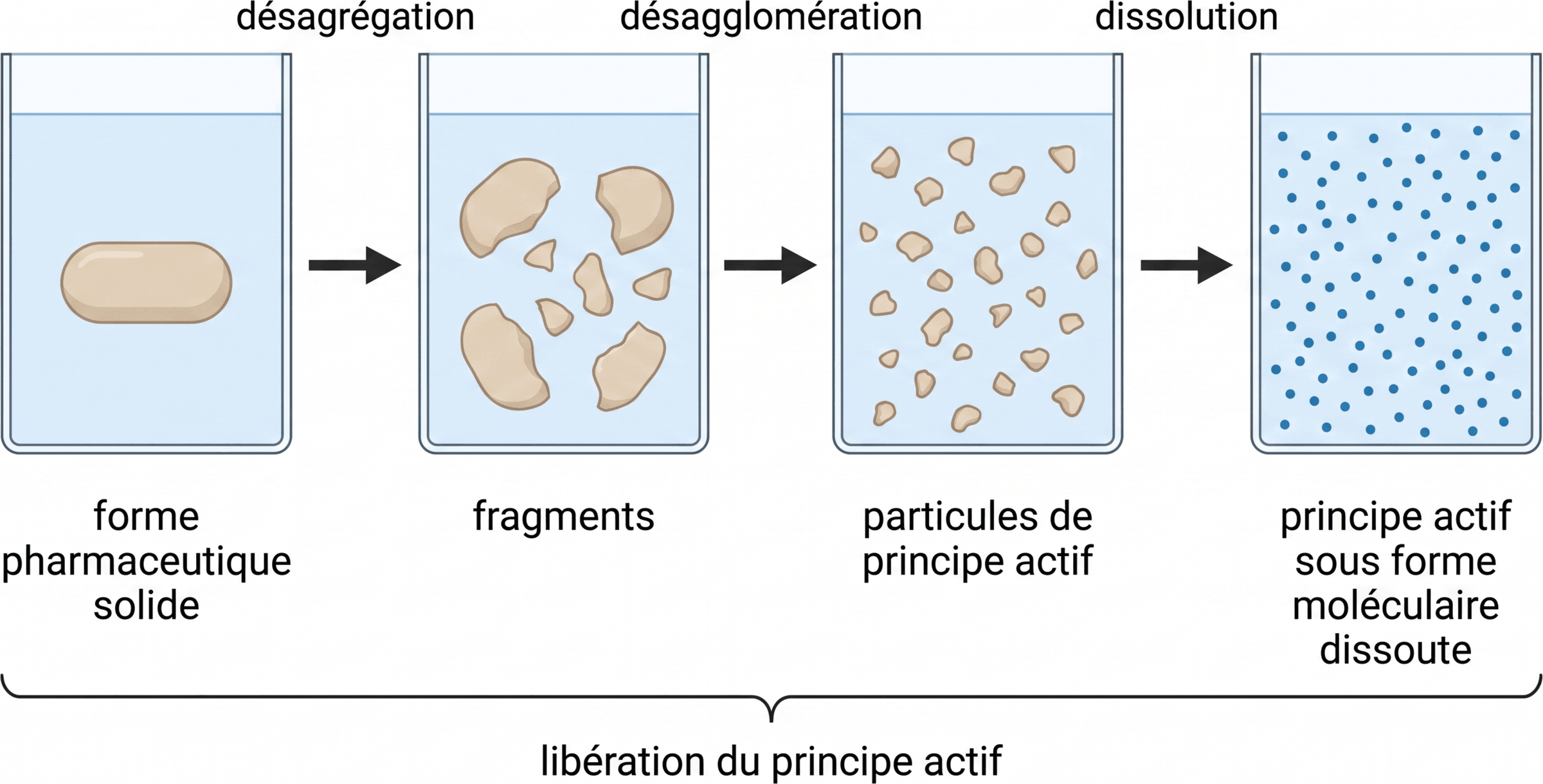 Étapes de libération du principe actif à partir d’une forme solide