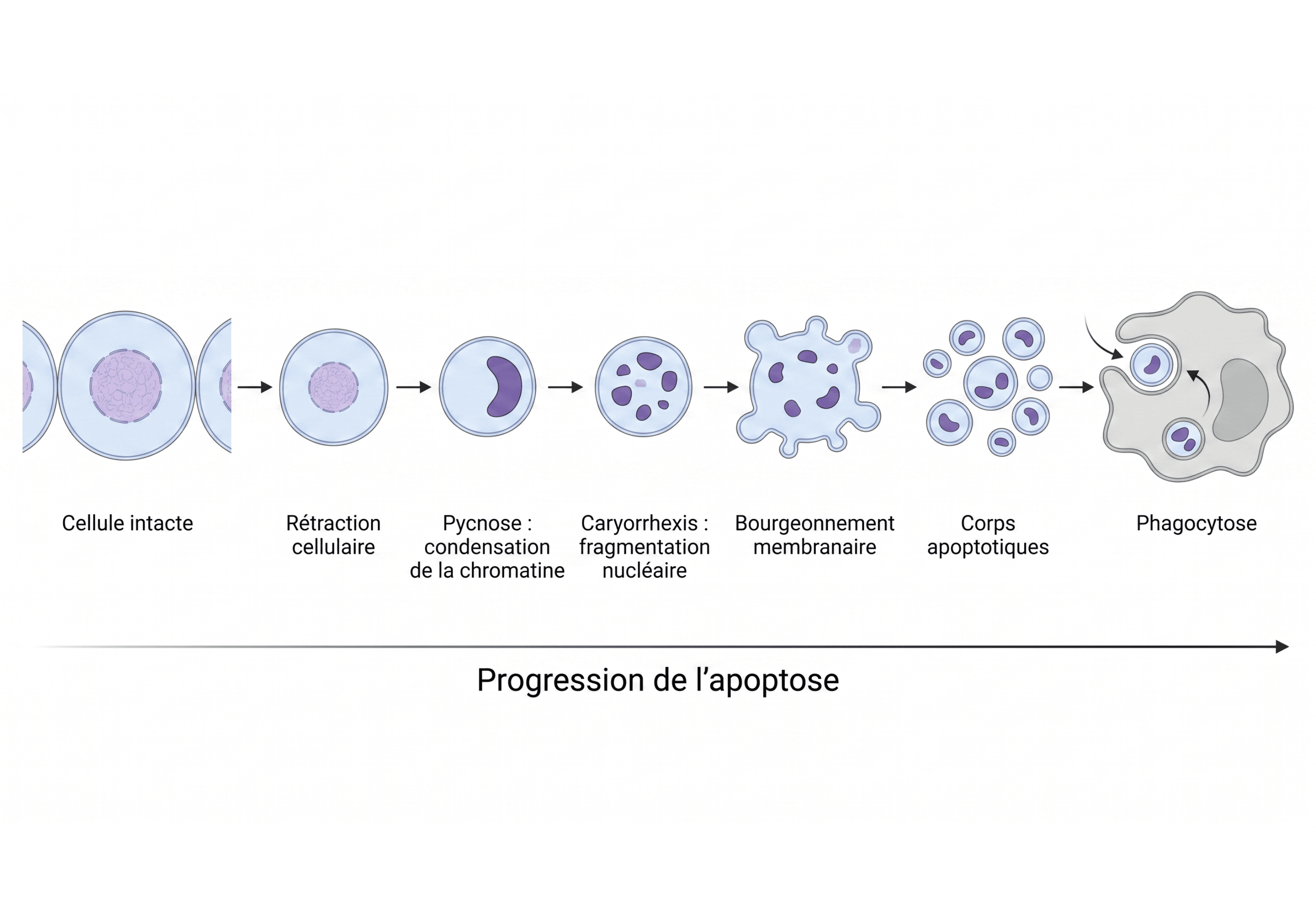 Les étapes morphologiques de l’apoptose