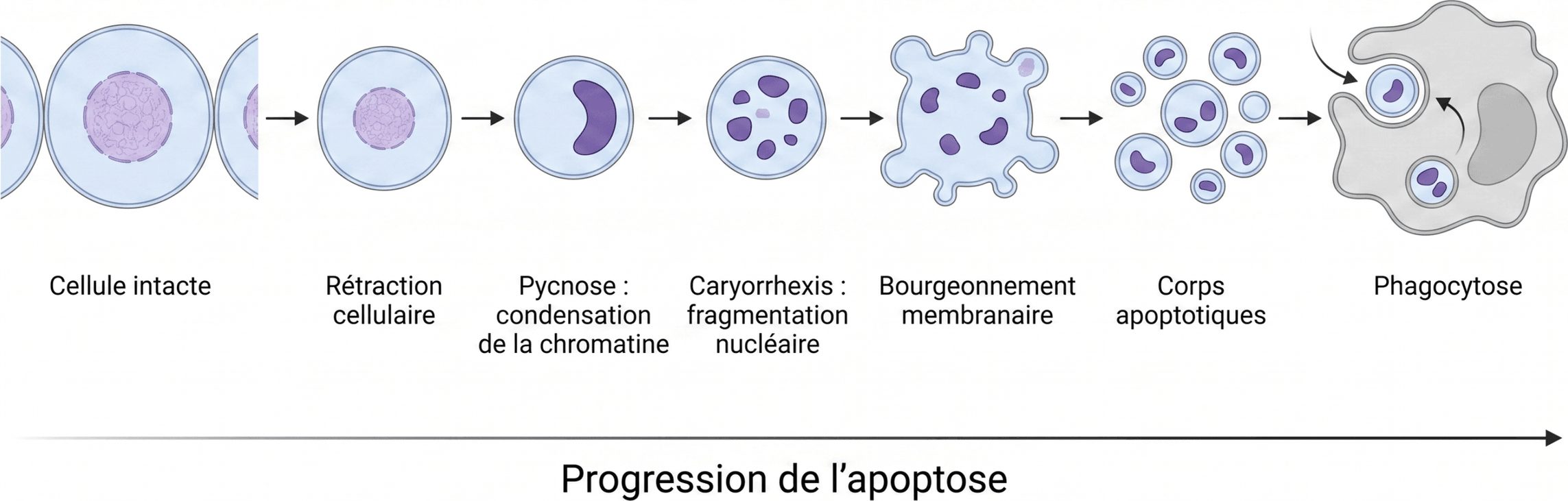 Les étapes morphologiques de l’apoptose