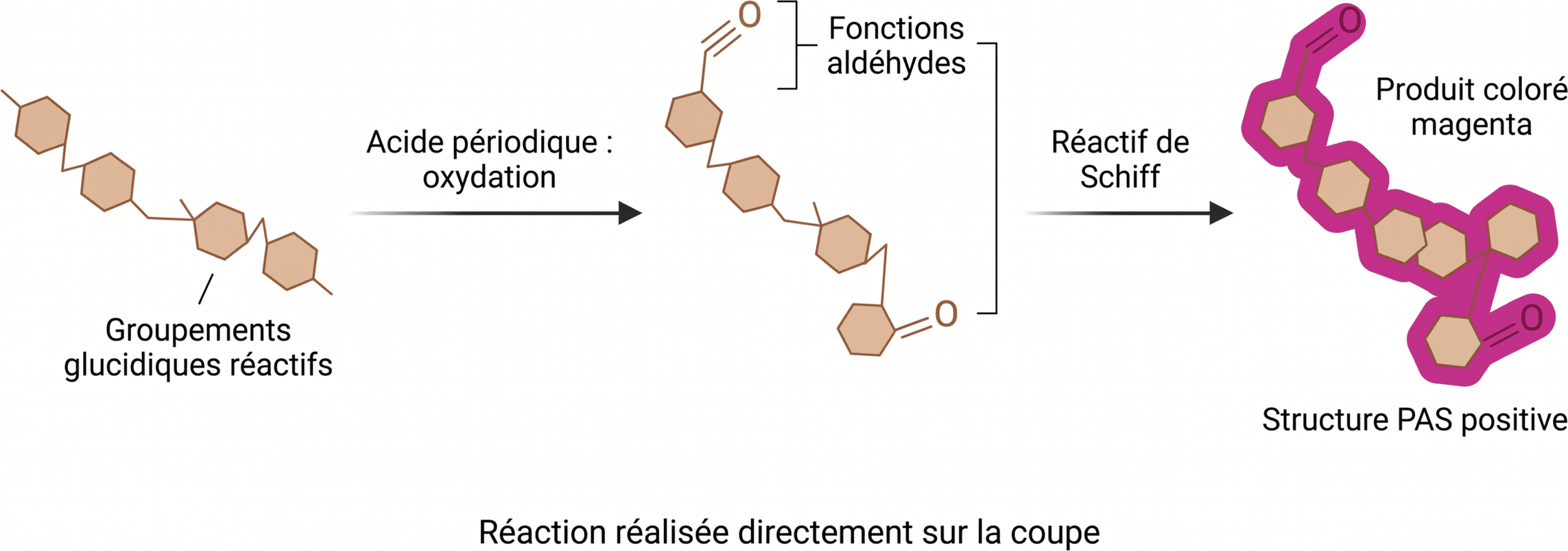 Étapes de la réaction PAS
