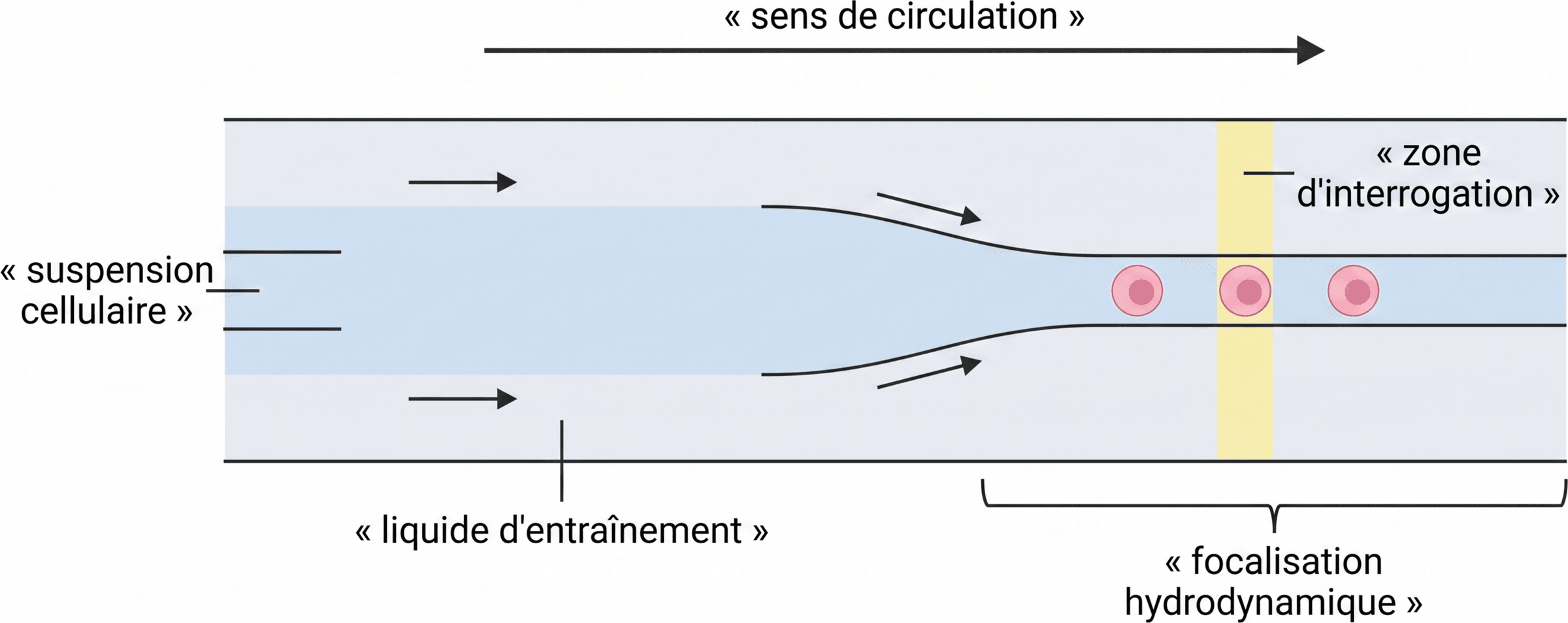 Focalisation hydrodynamique des cellules