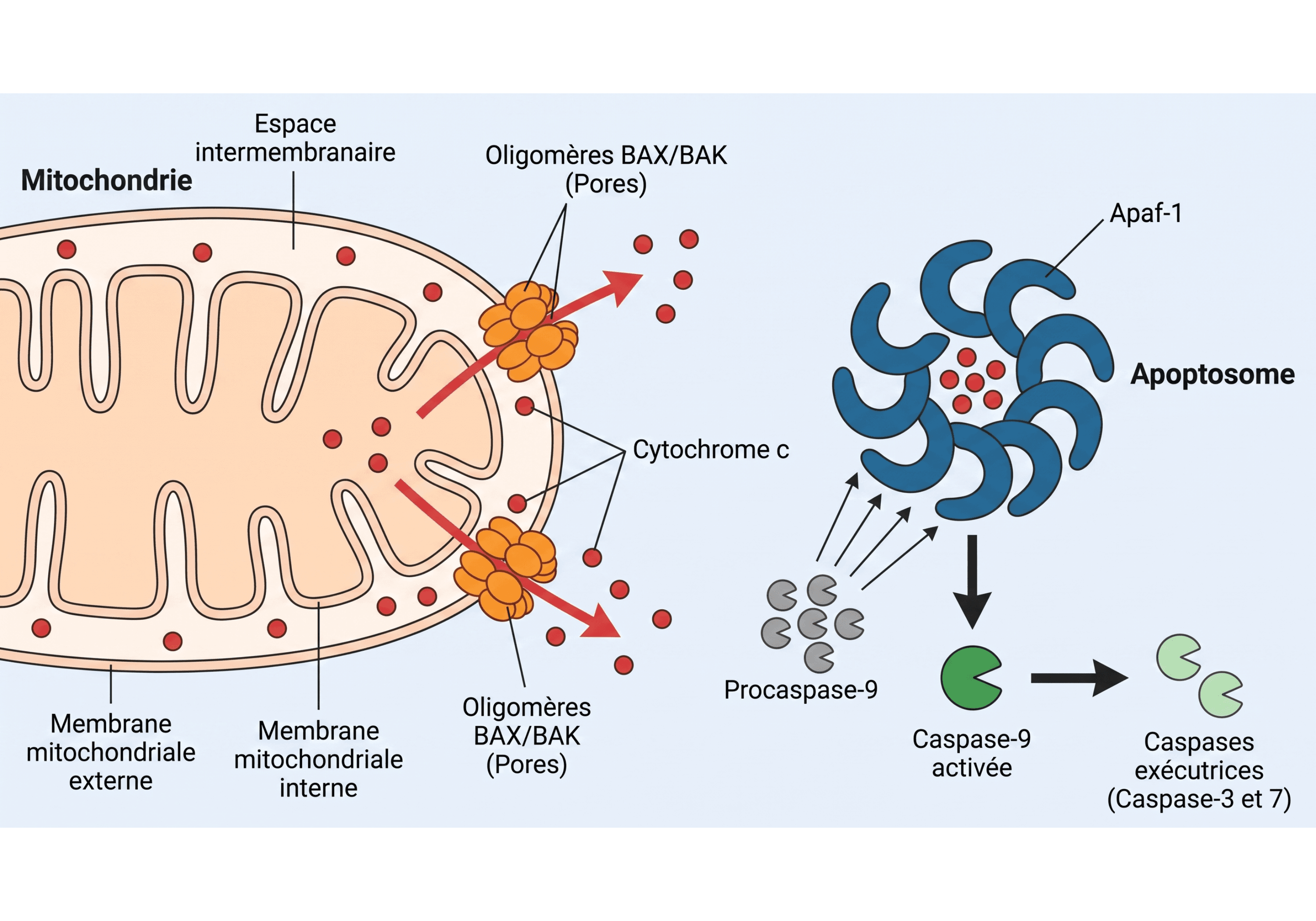 De la perméabilisation mitochondriale à l’apoptosome