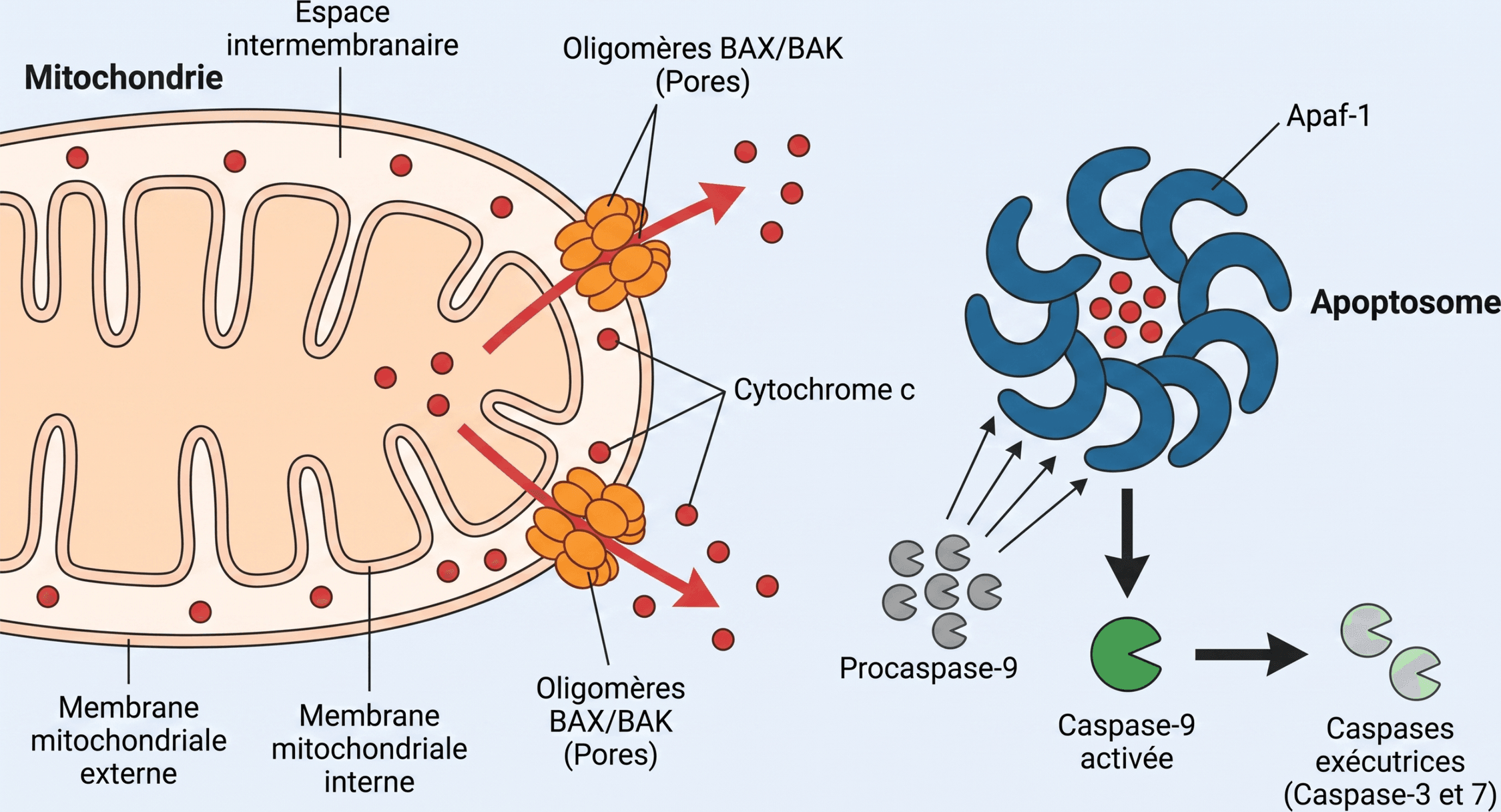 De la perméabilisation mitochondriale à l’apoptosome