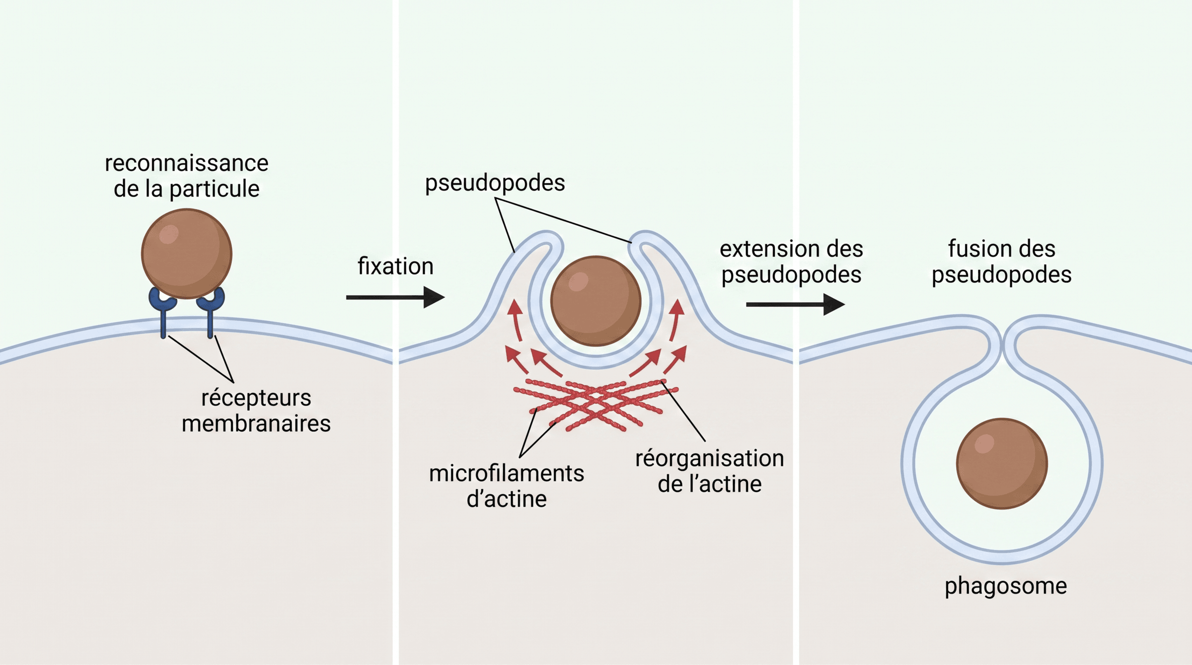 Formation d’un phagosome par émission de pseudopodes