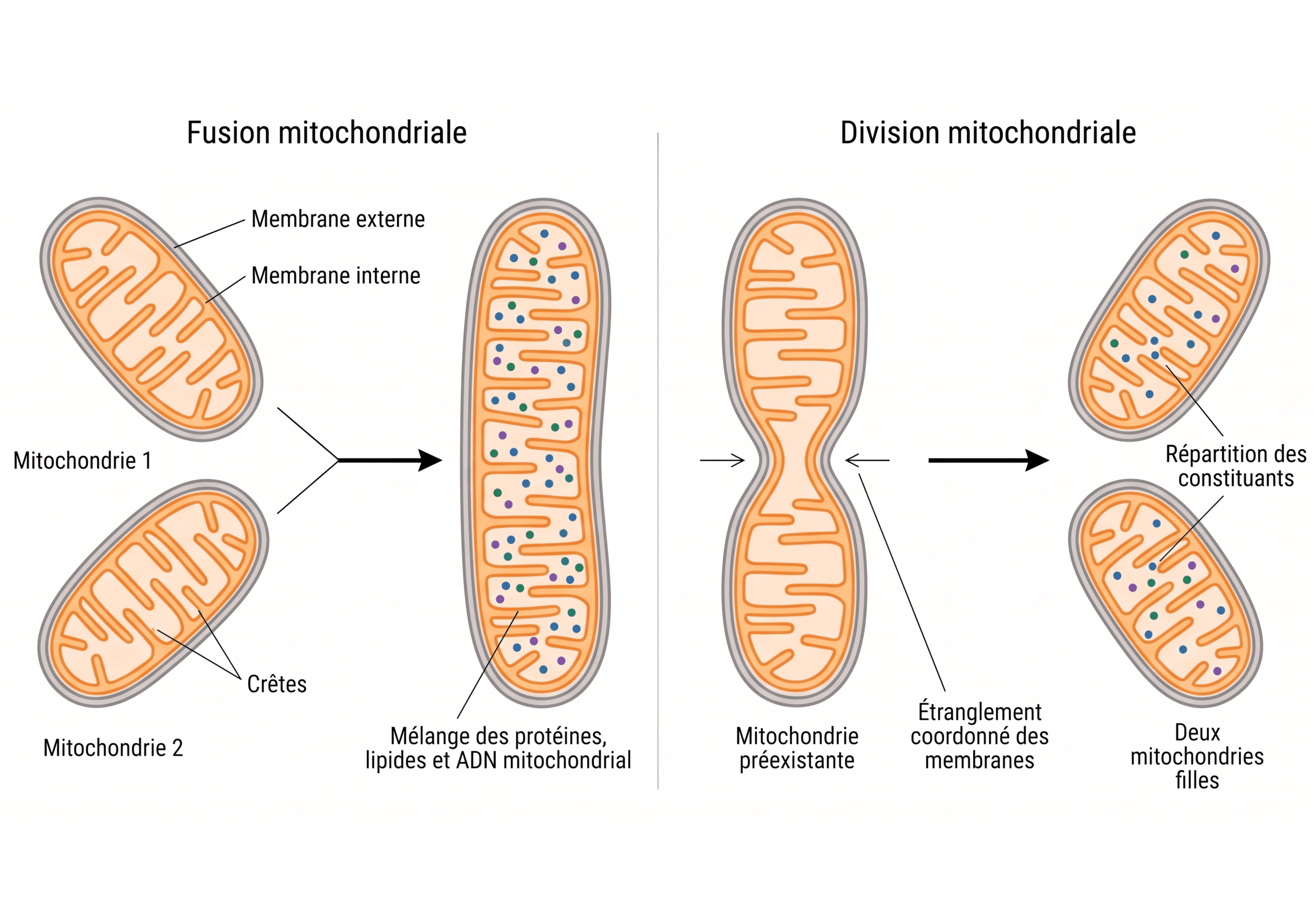 Fusion et division du réseau mitochondrial