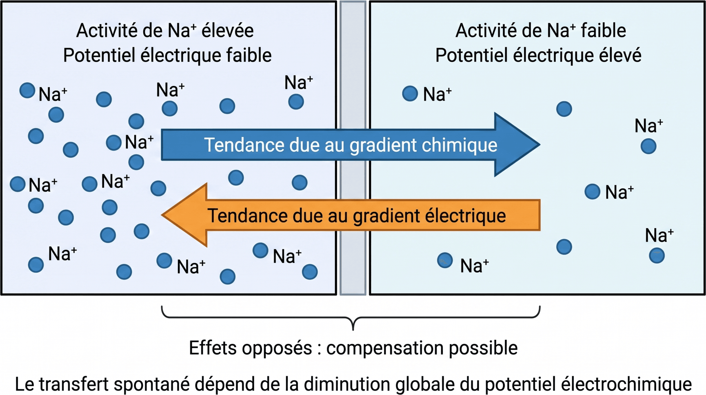 Opposition entre gradients chimique et électrique