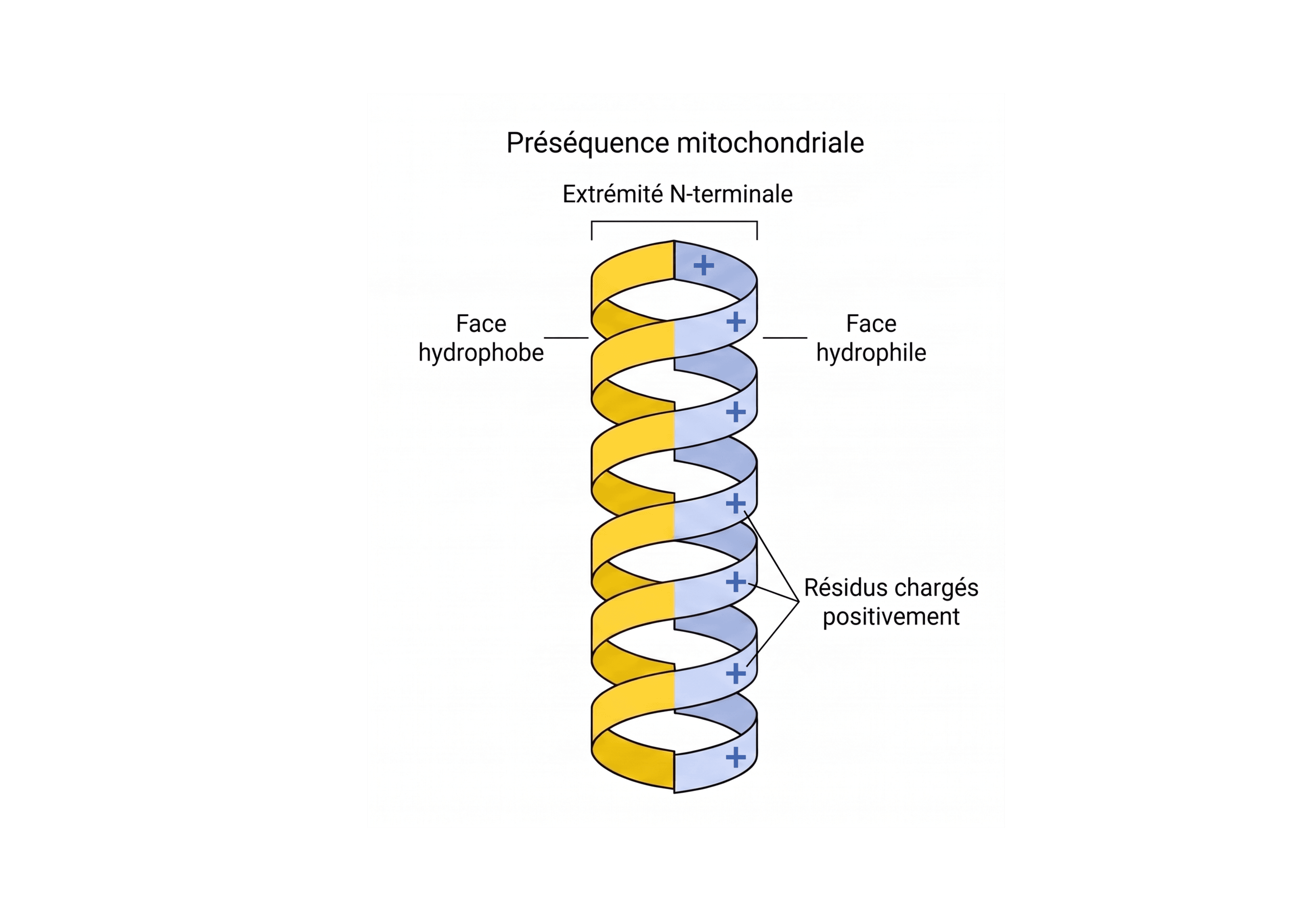Organisation amphiphile d’une préséquence mitochondriale