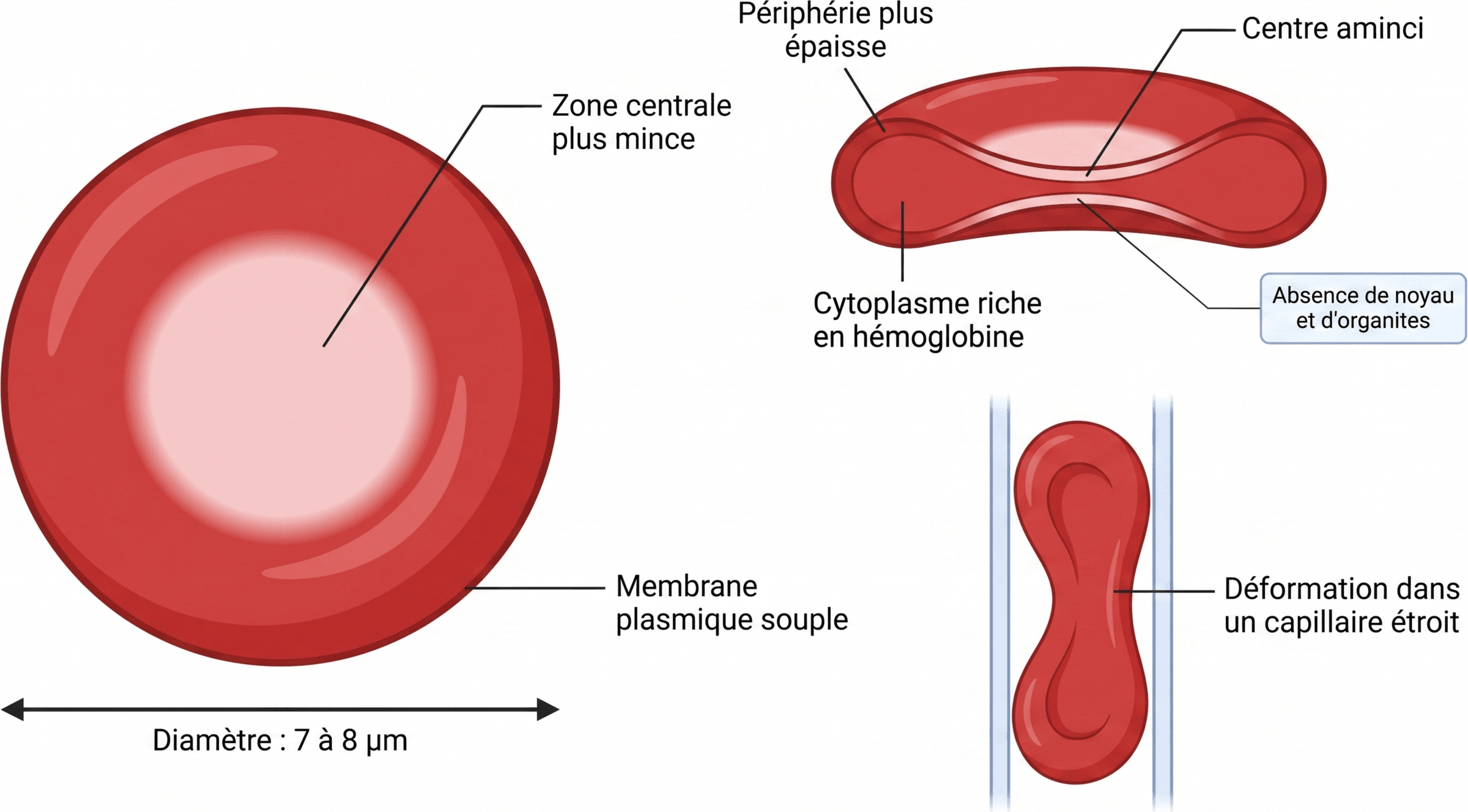 Morphologie et déformabilité de l’hématie