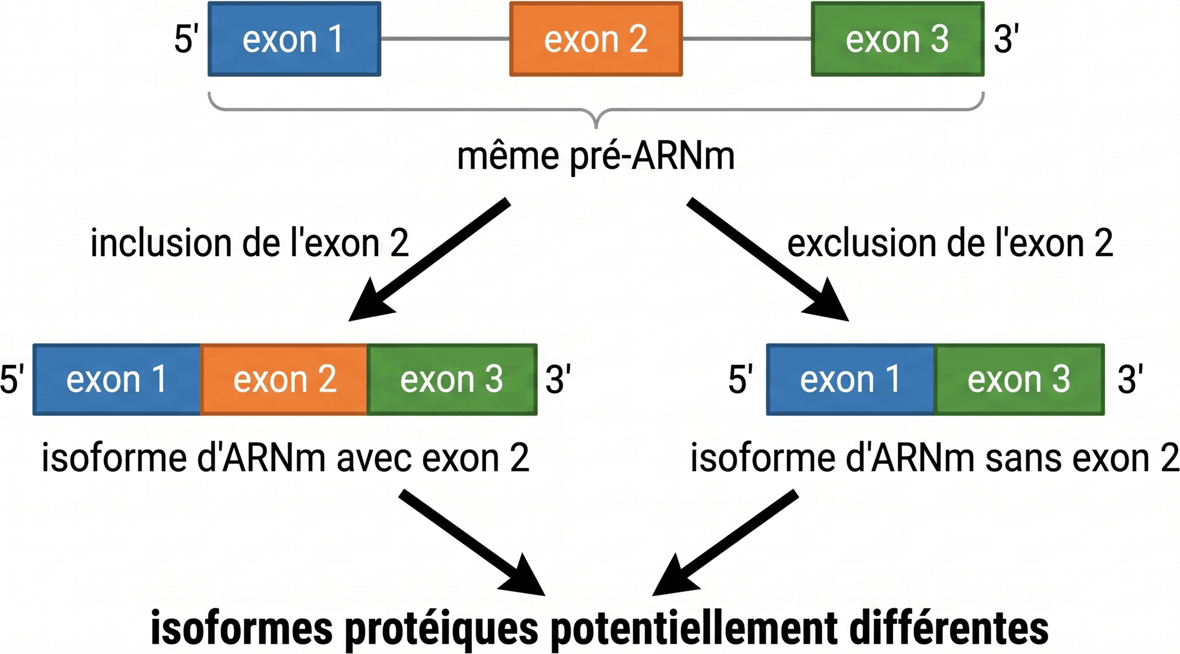 Inclusion ou exclusion d’un exon lors de l’épissage alternatif