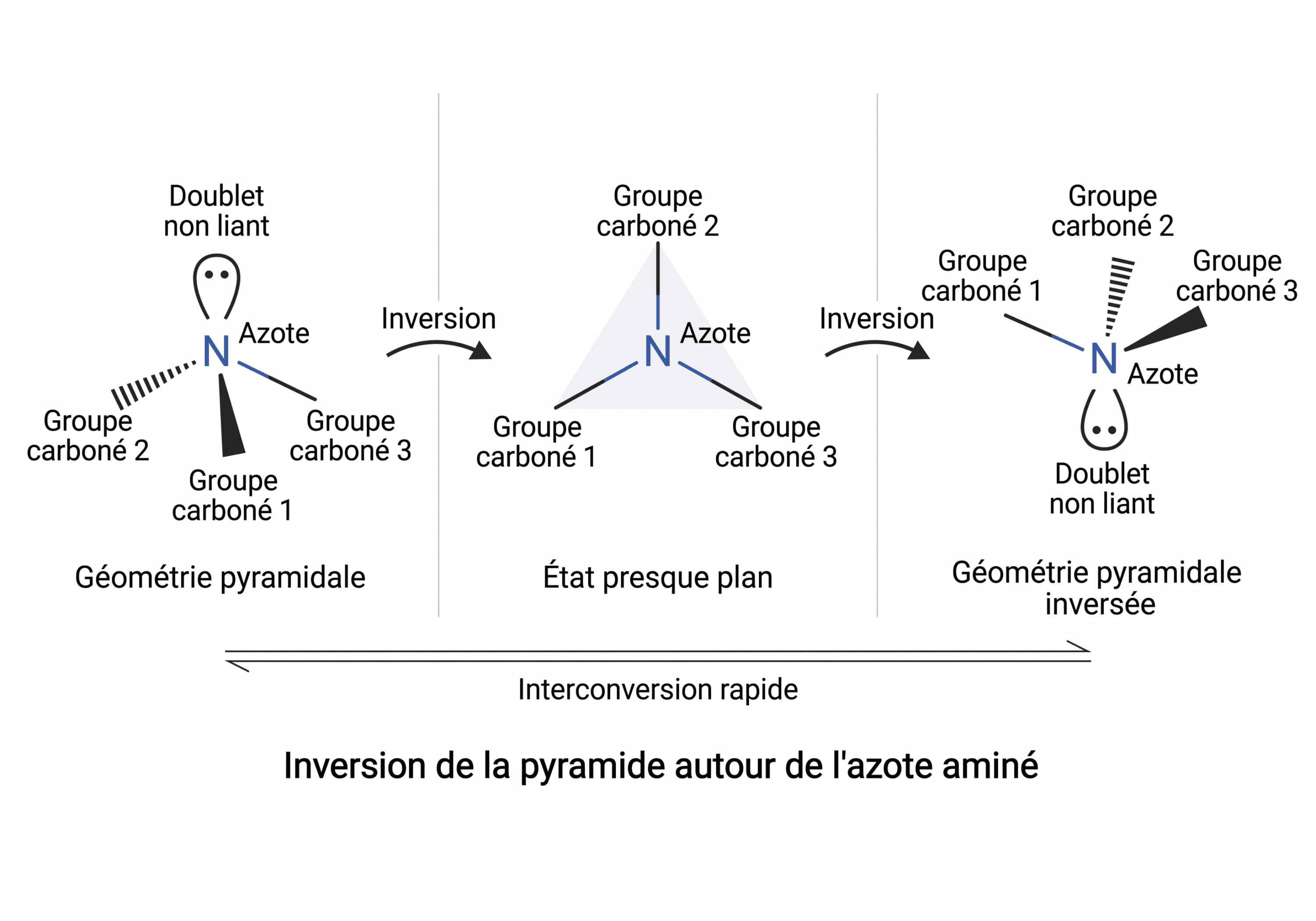 Inversion de la pyramide autour de l'azote aminé