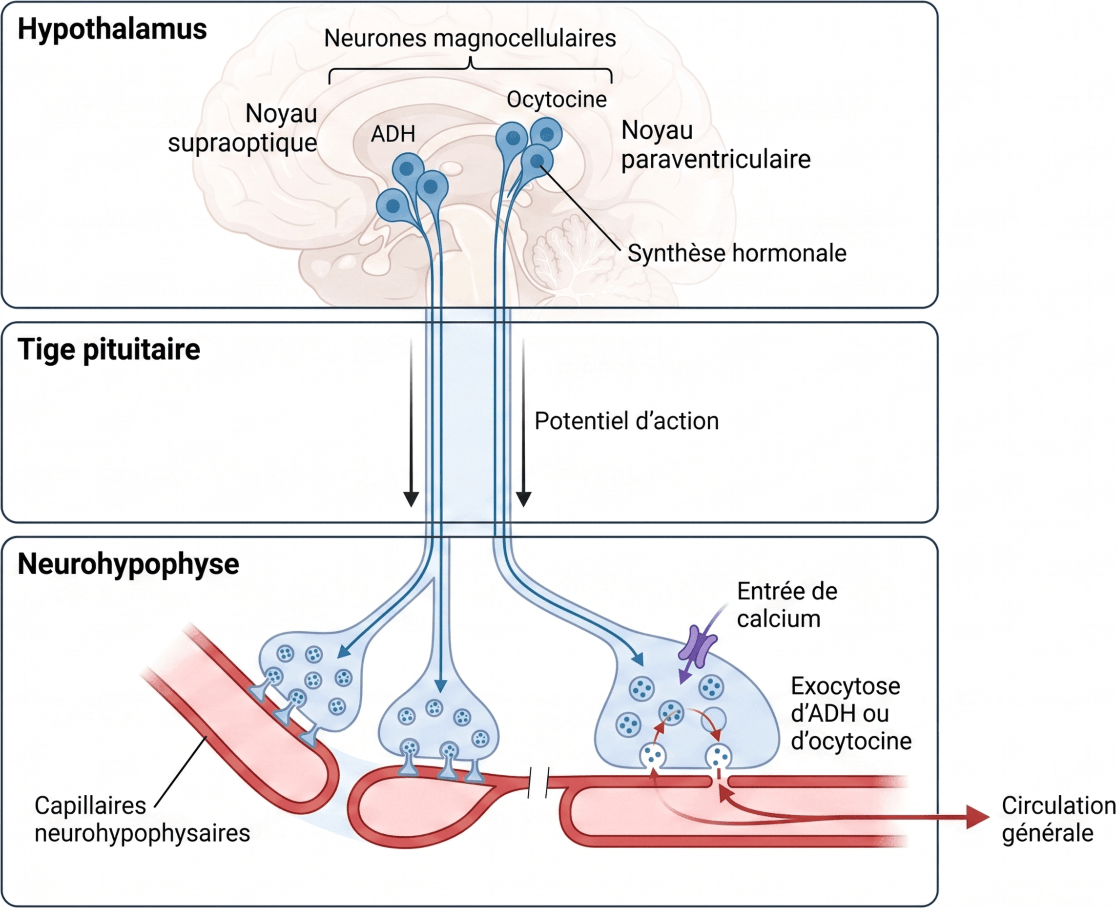 Synthèse hypothalamique et libération neurohypophysaire de l’ADH et de l’ocytocine
