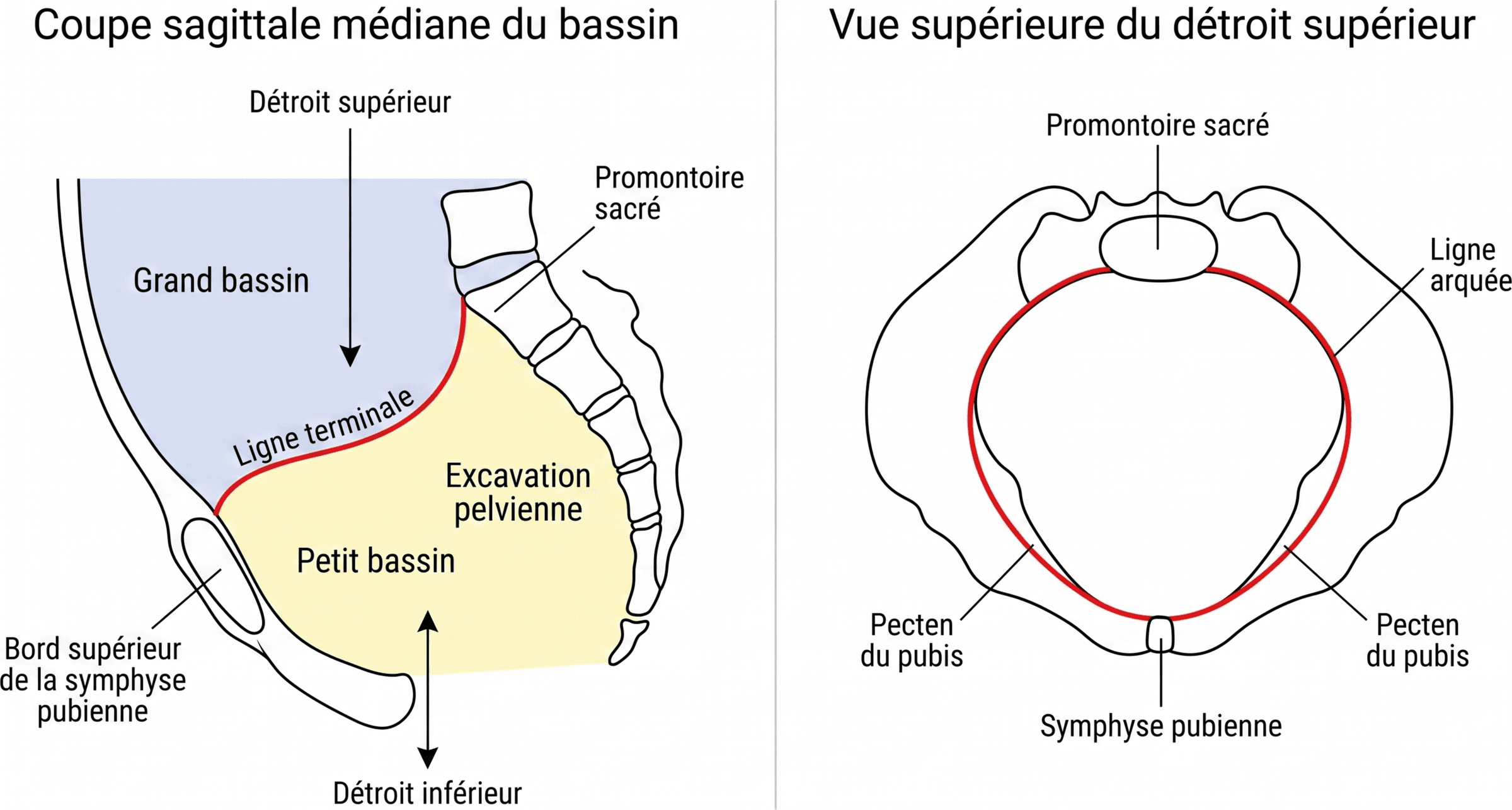 Ligne terminale, détroits et cavité pelvienne