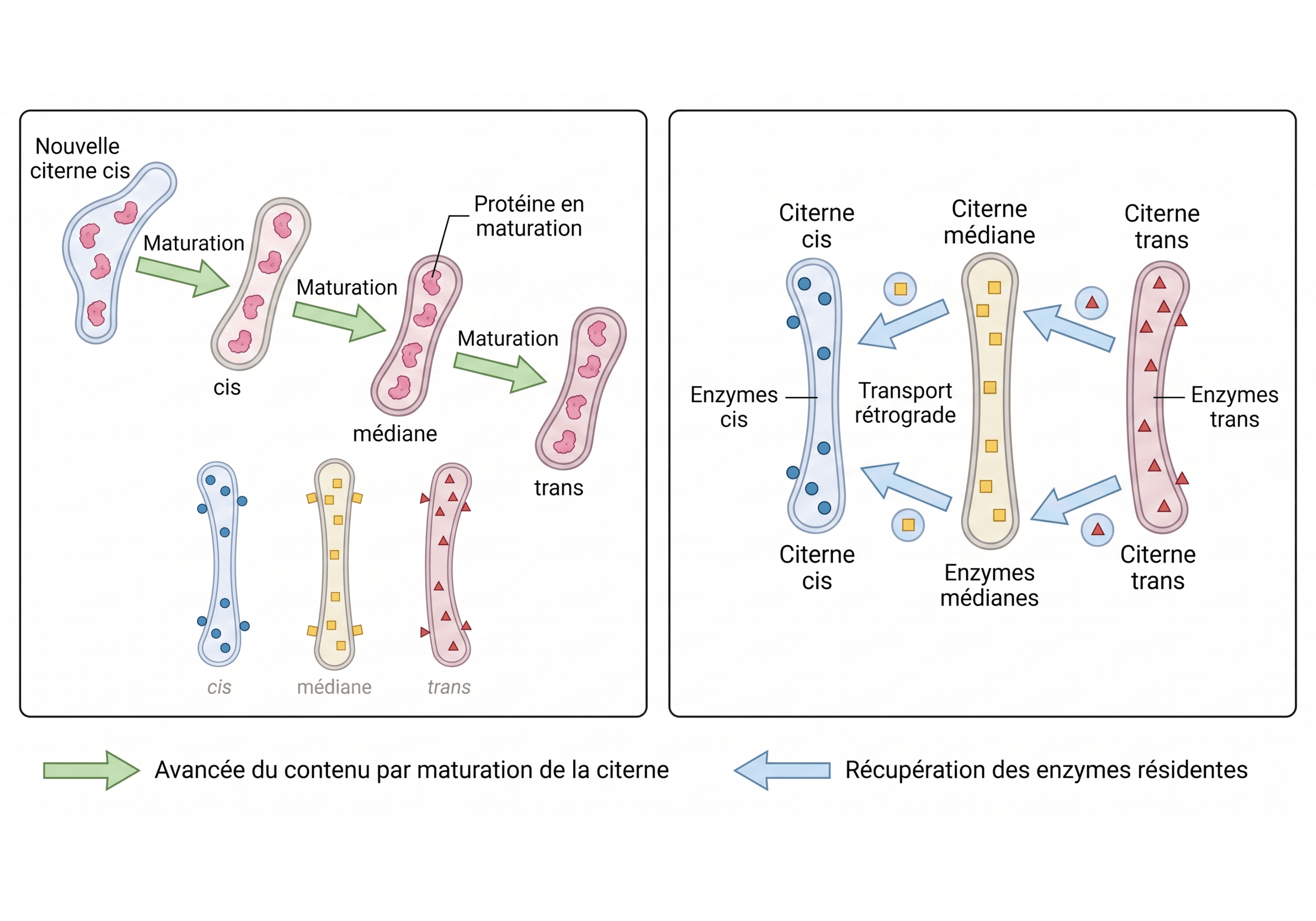 Maturation des citernes et récupération rétrograde des enzymes