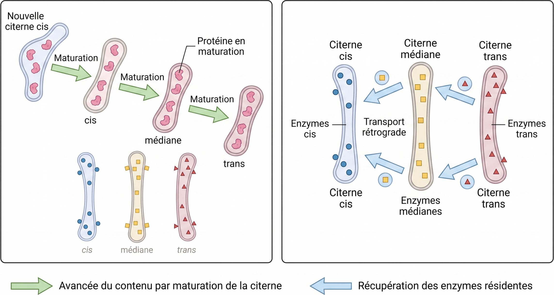 Maturation des citernes et récupération rétrograde des enzymes