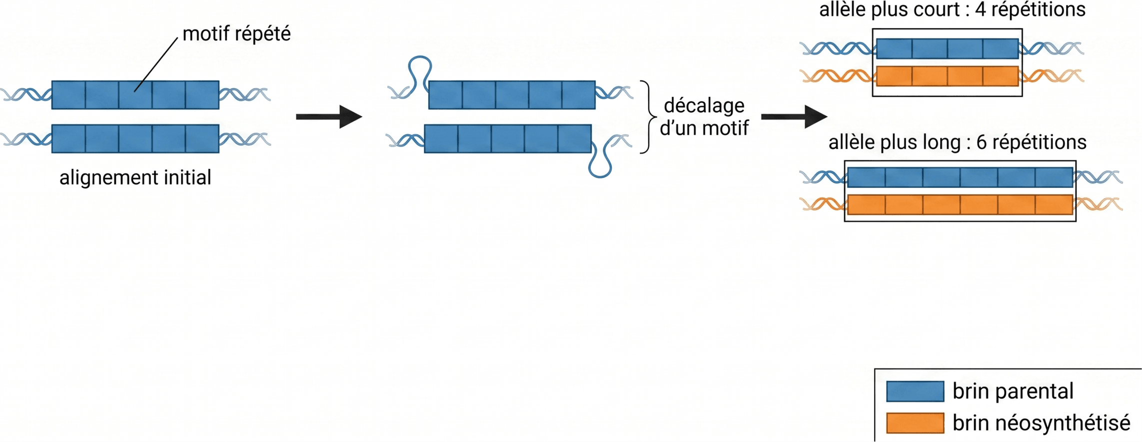 Variation du nombre de répétitions par mauvais alignement