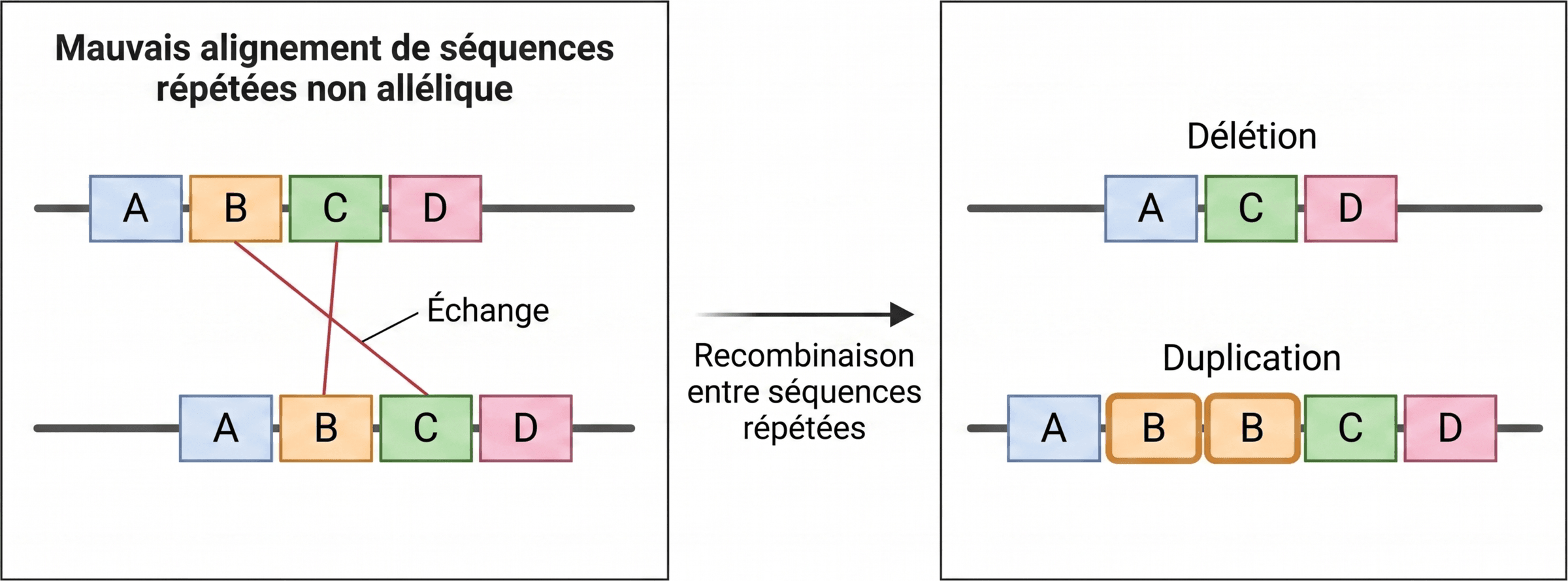Échange non allélique entre séquences répétées