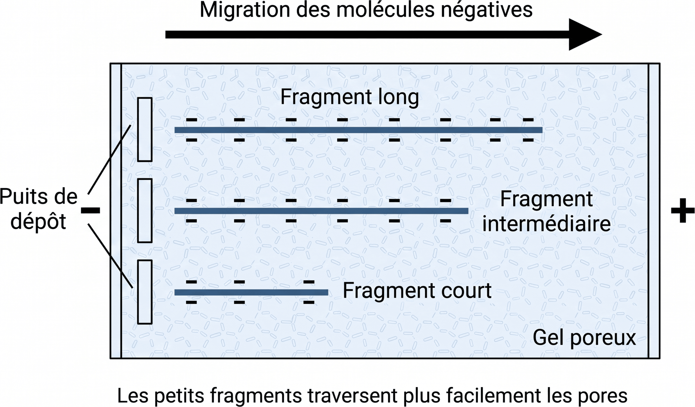 Migration des fragments d'ADN dans un gel poreux