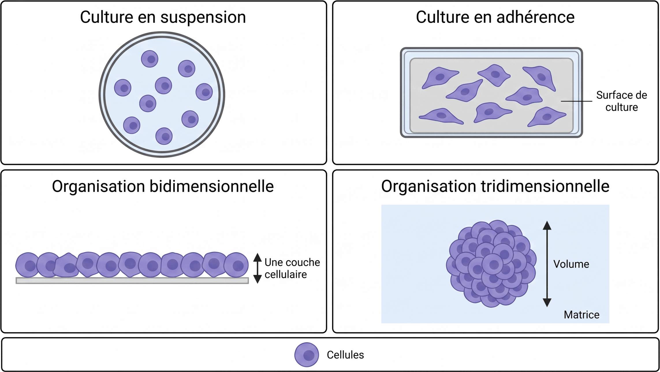 Les principaux modes de culture cellulaire