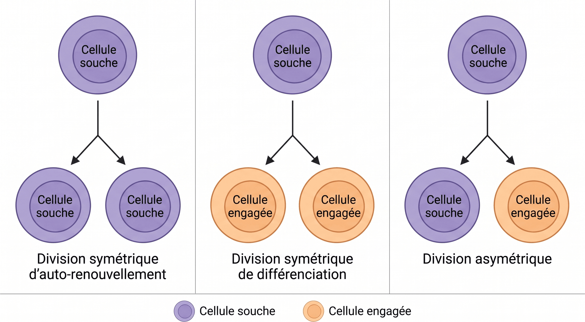 Les trois modes de division d'une cellule souche