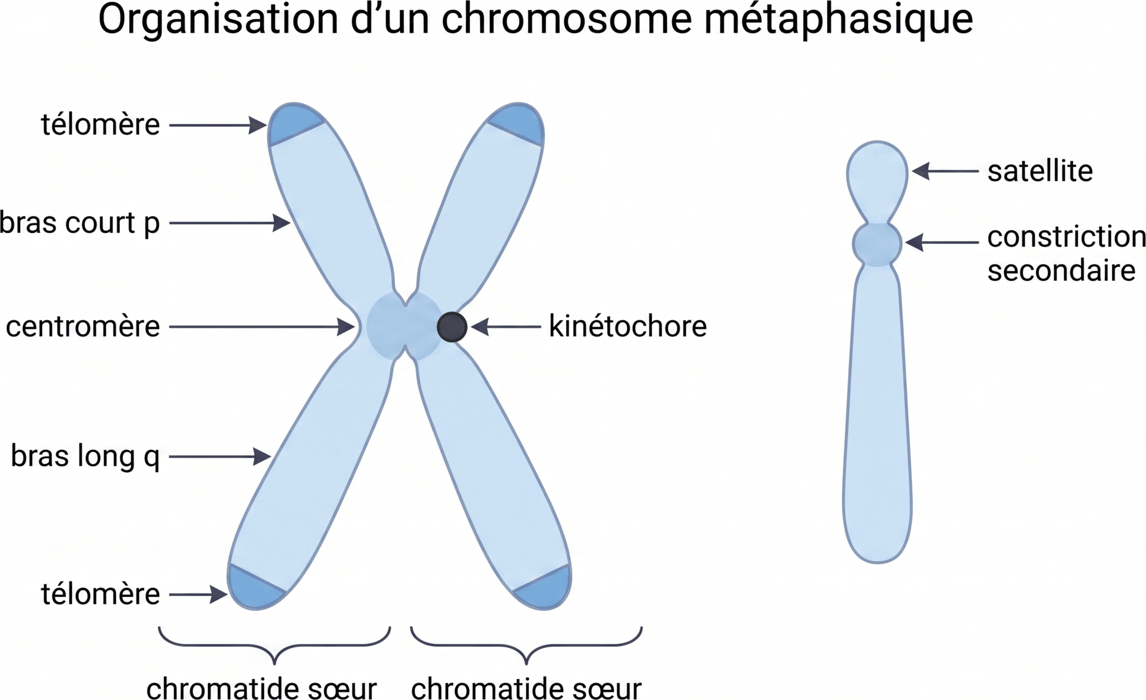 Organisation d'un chromosome métaphasique