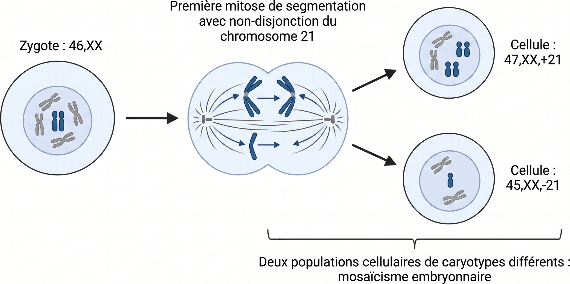 Origine d'un mosaïcisme lors de la segmentation