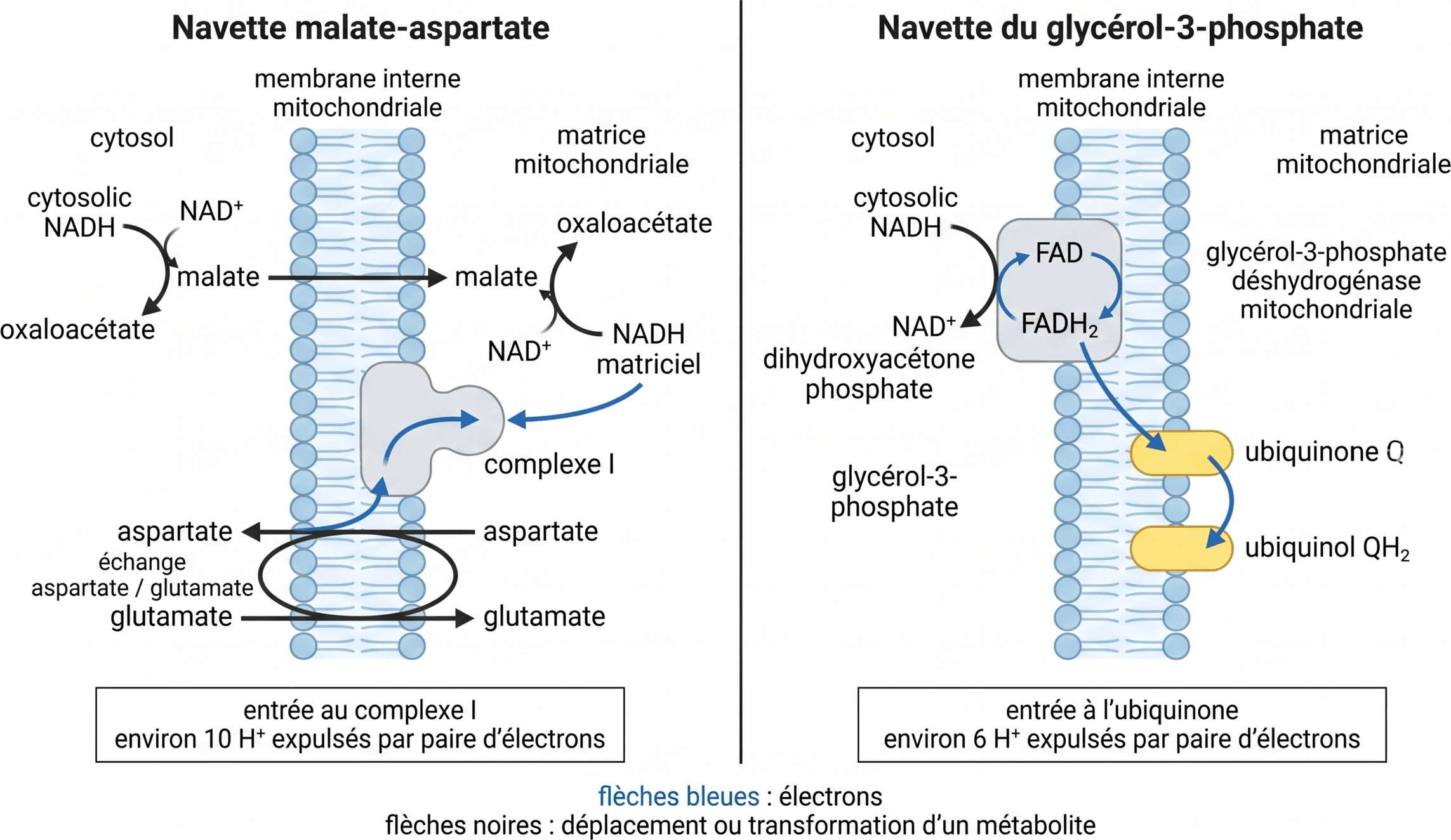 Deux voies de transfert des électrons du NADH cytosolique