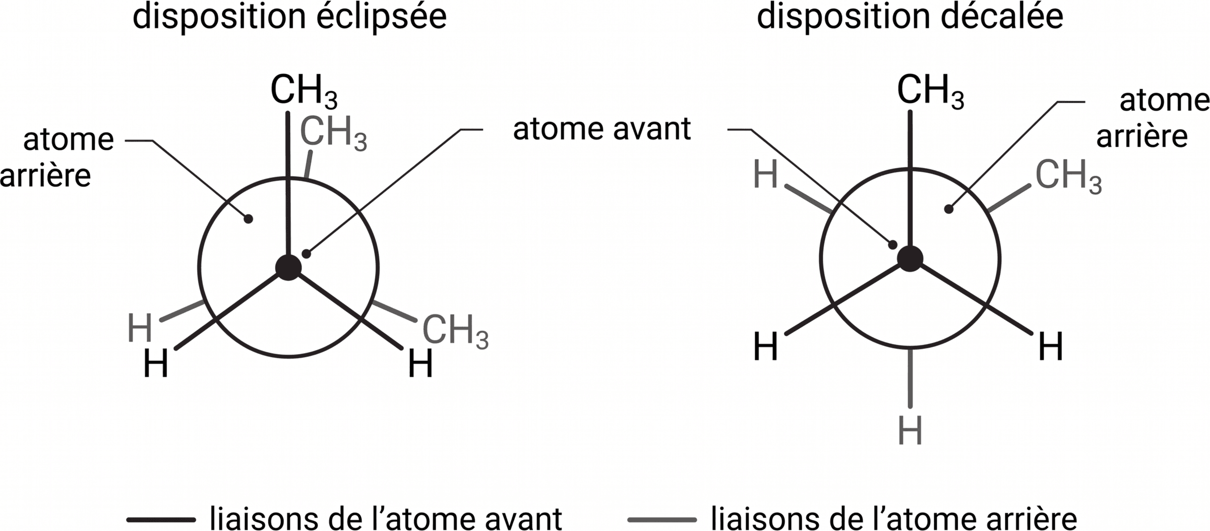 Dispositions éclipsée et décalée en projection de Newman