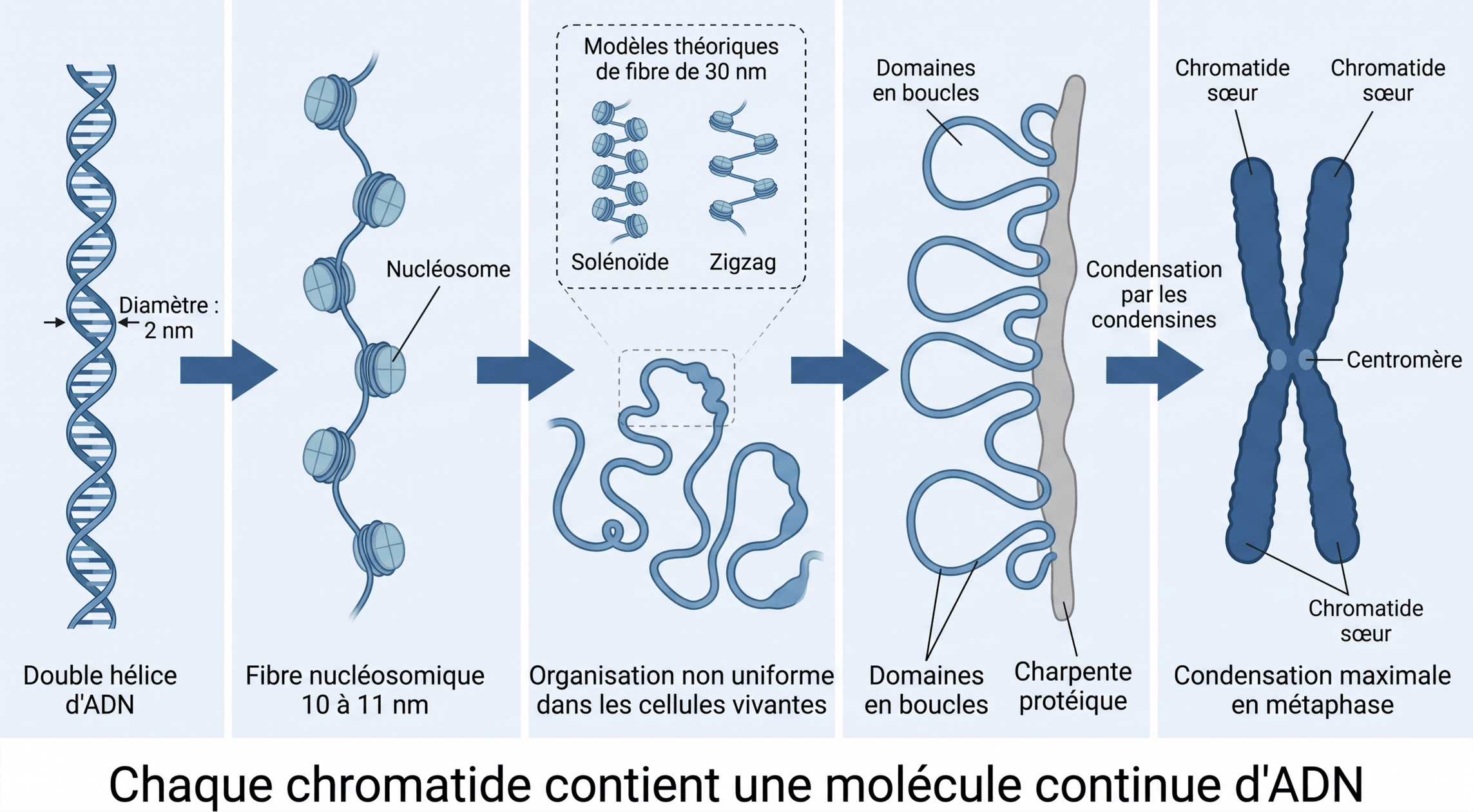 Du double brin d'ADN au chromosome métaphasique