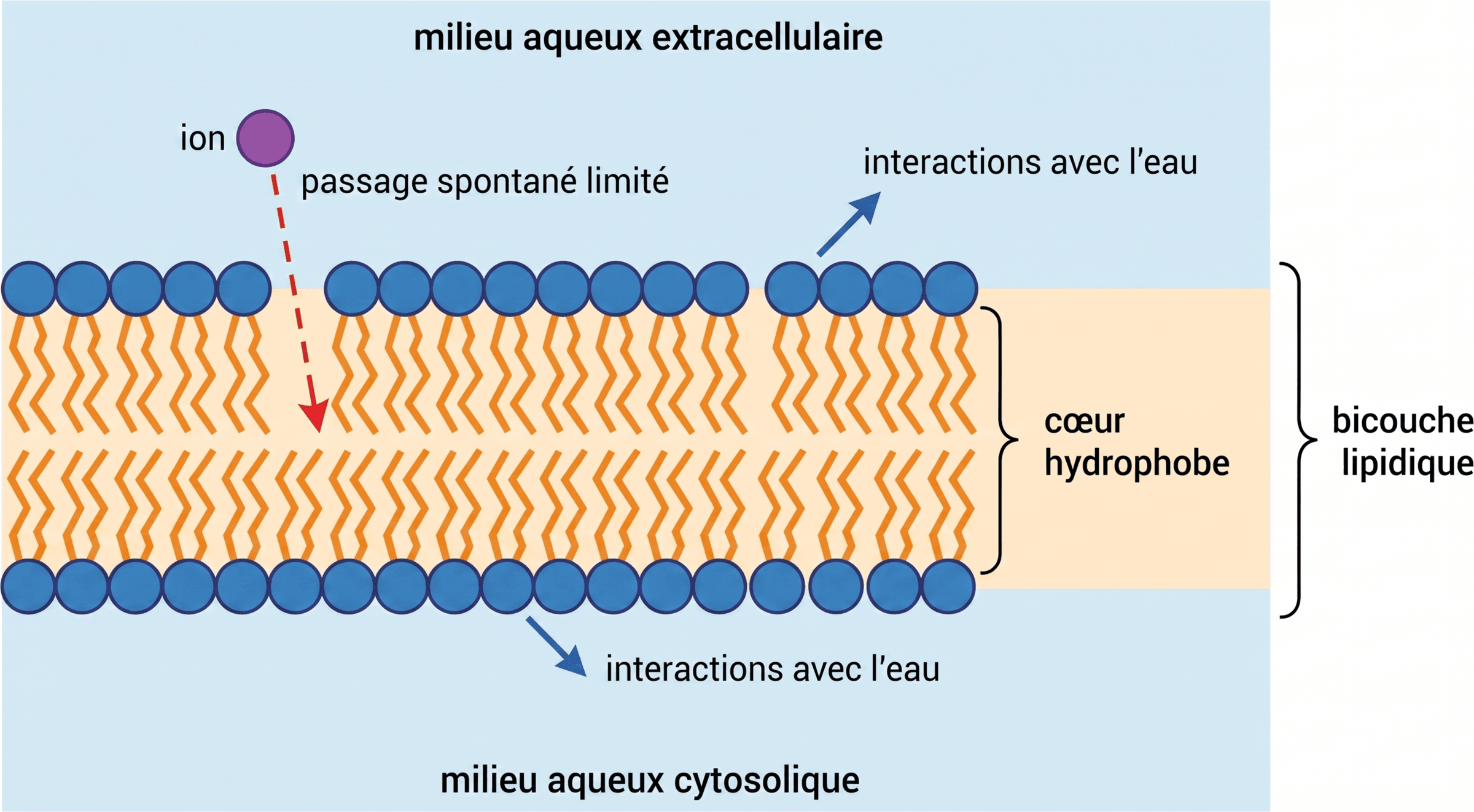 Orientation des lipides amphiphiles dans une bicouche