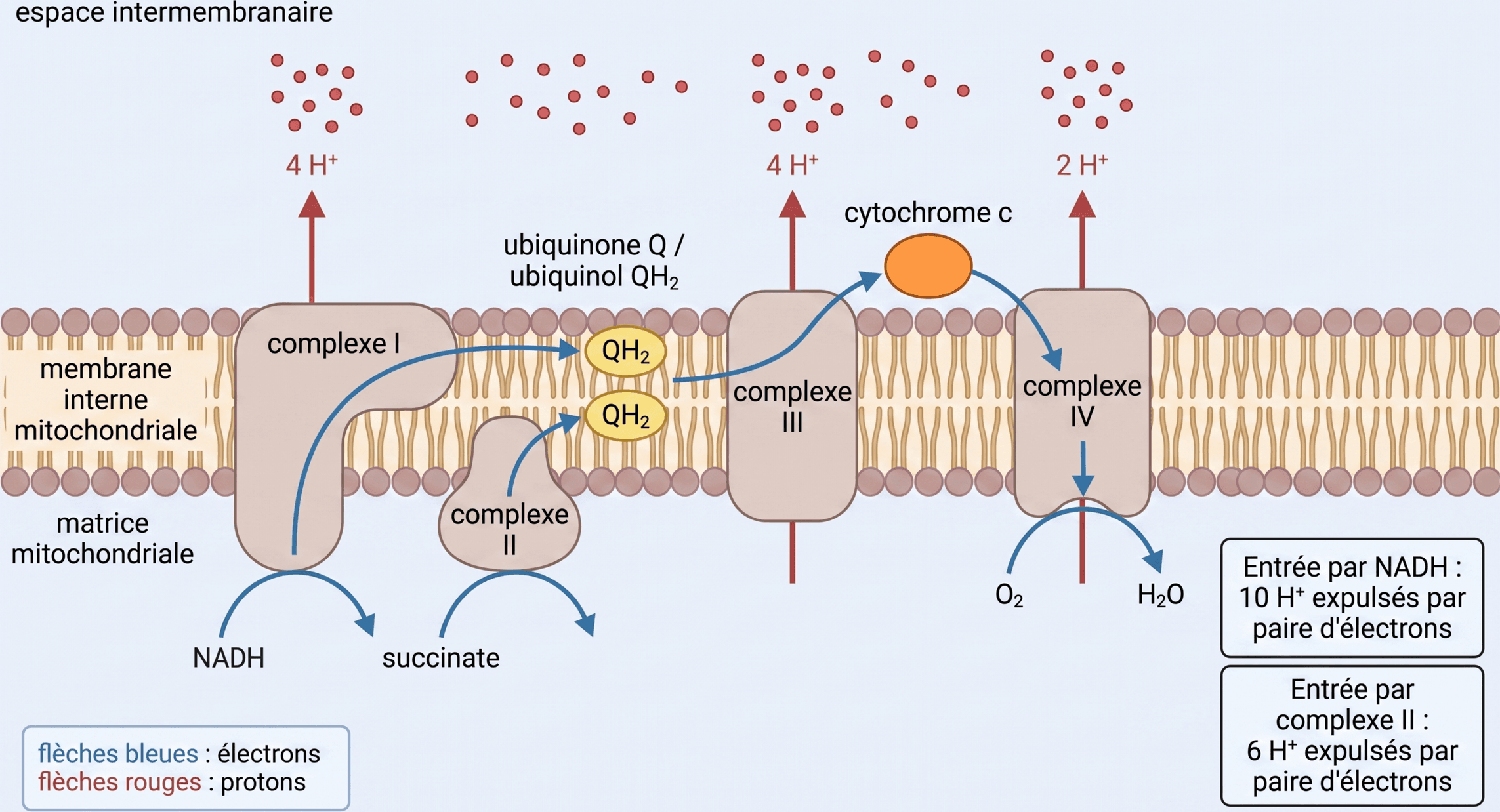 Organisation de la chaîne respiratoire et expulsion des protons