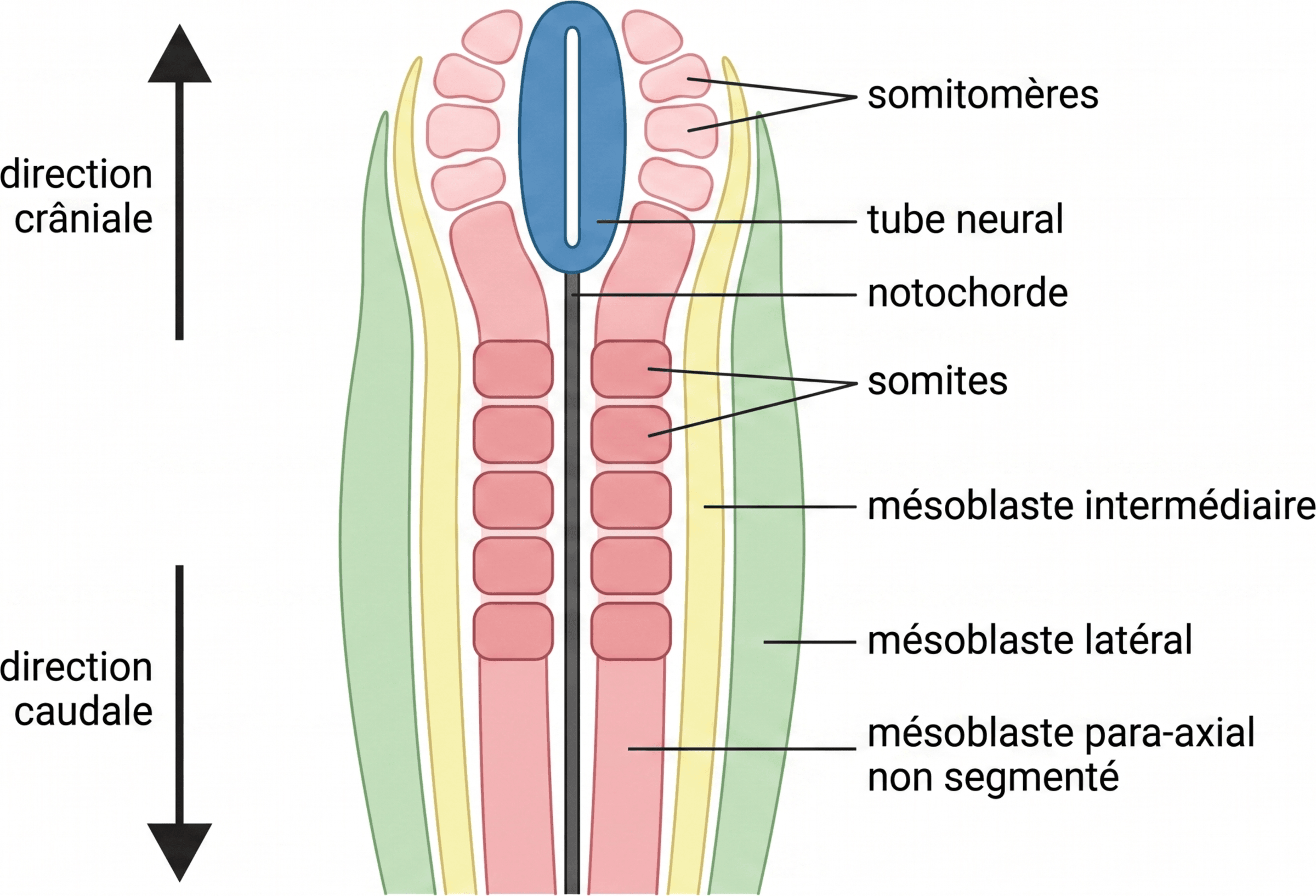 Organisation du mésoblaste para-axial et apparition des somites
